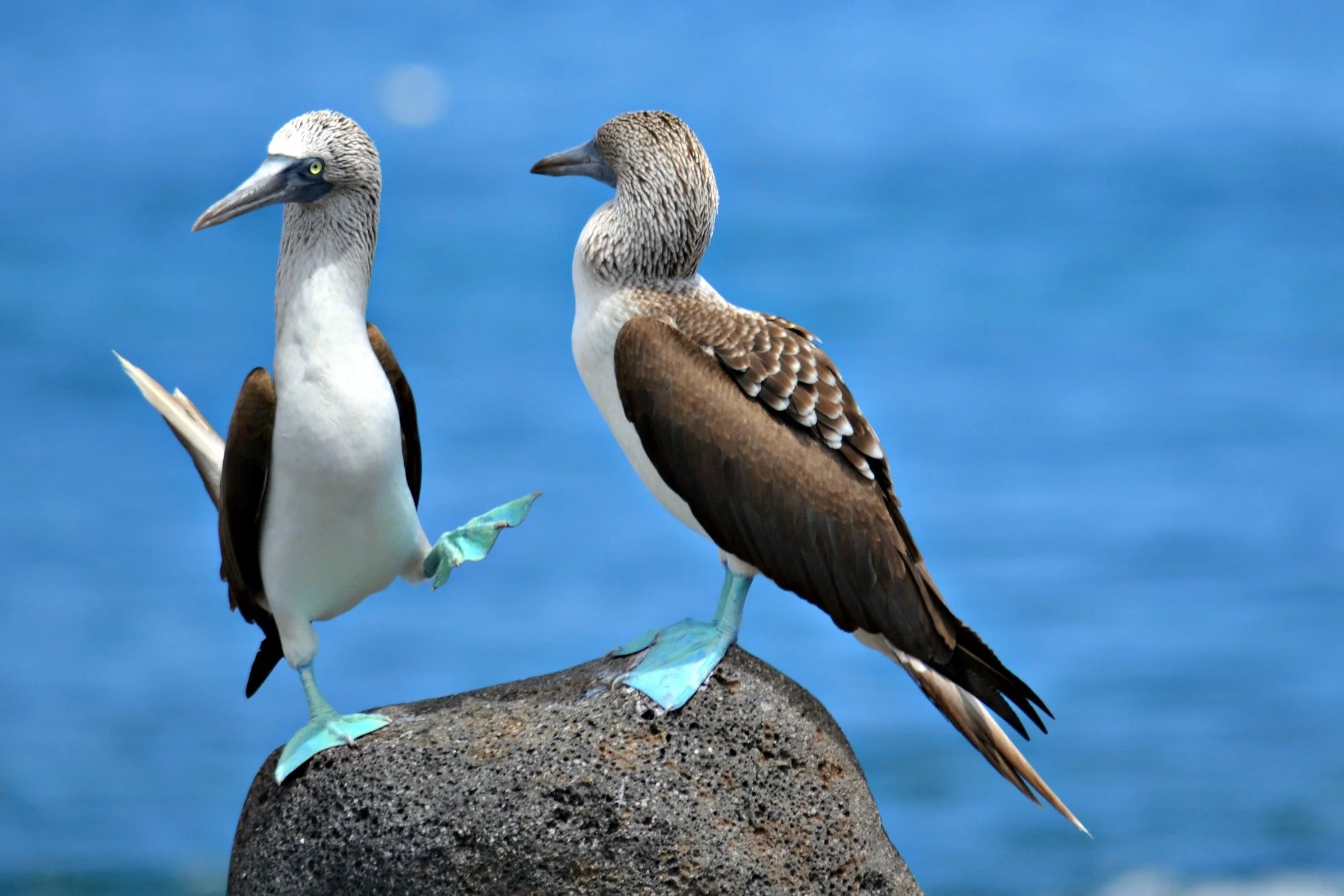Blue Footed Booby, Galapagos Islands.jpg