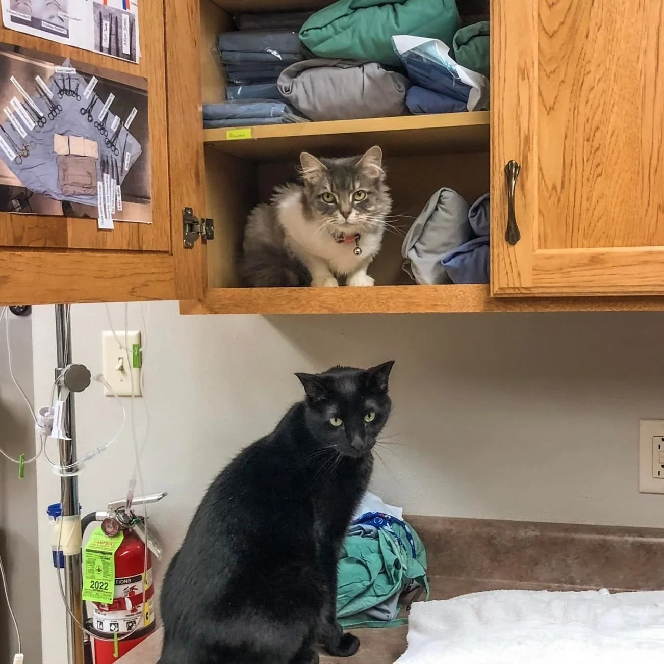 Carlyle Animal Hospital