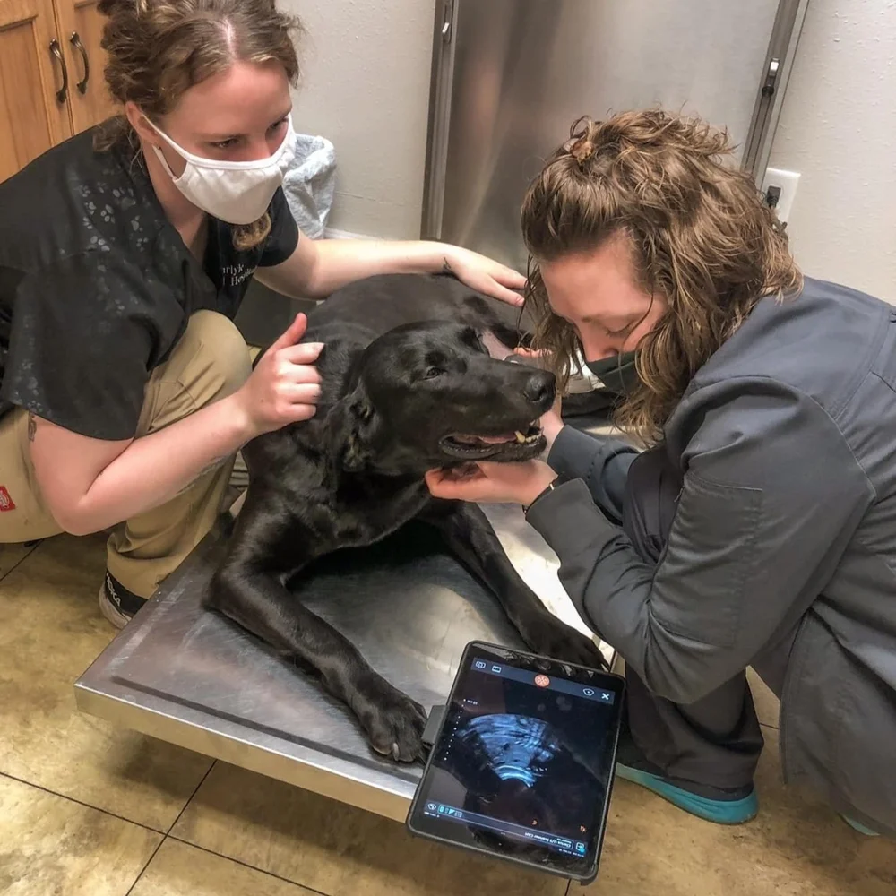 Carlyle Animal Hospital