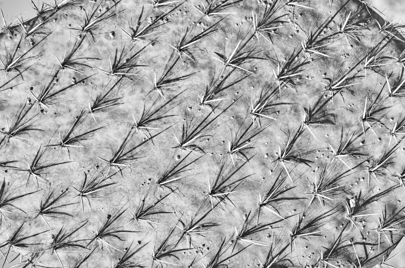 Nopal BW LR.jpg