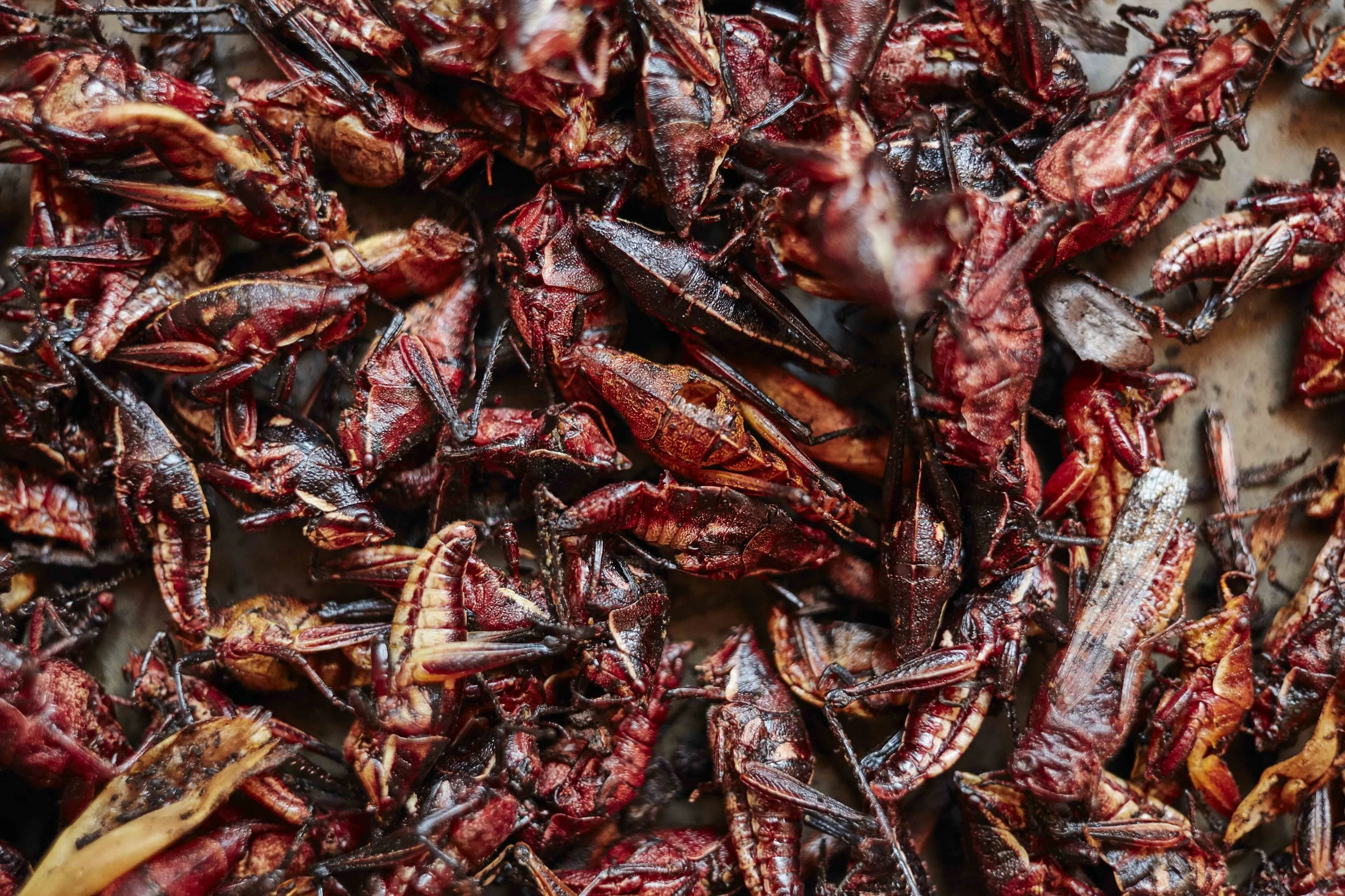 Chapulines grasshoppers, Oaxaca, Mexico