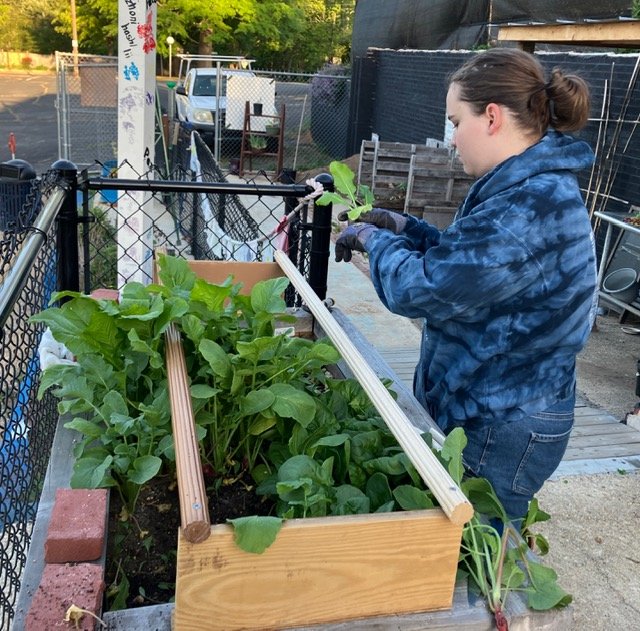 Local College Student Joins Our Gardening Effort
