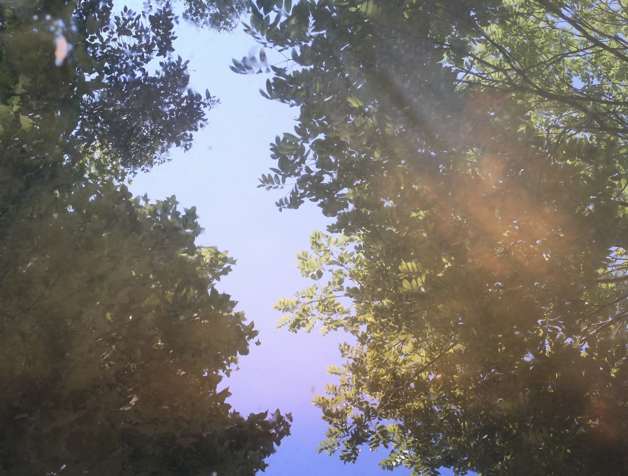Reflection of Tress.jpeg