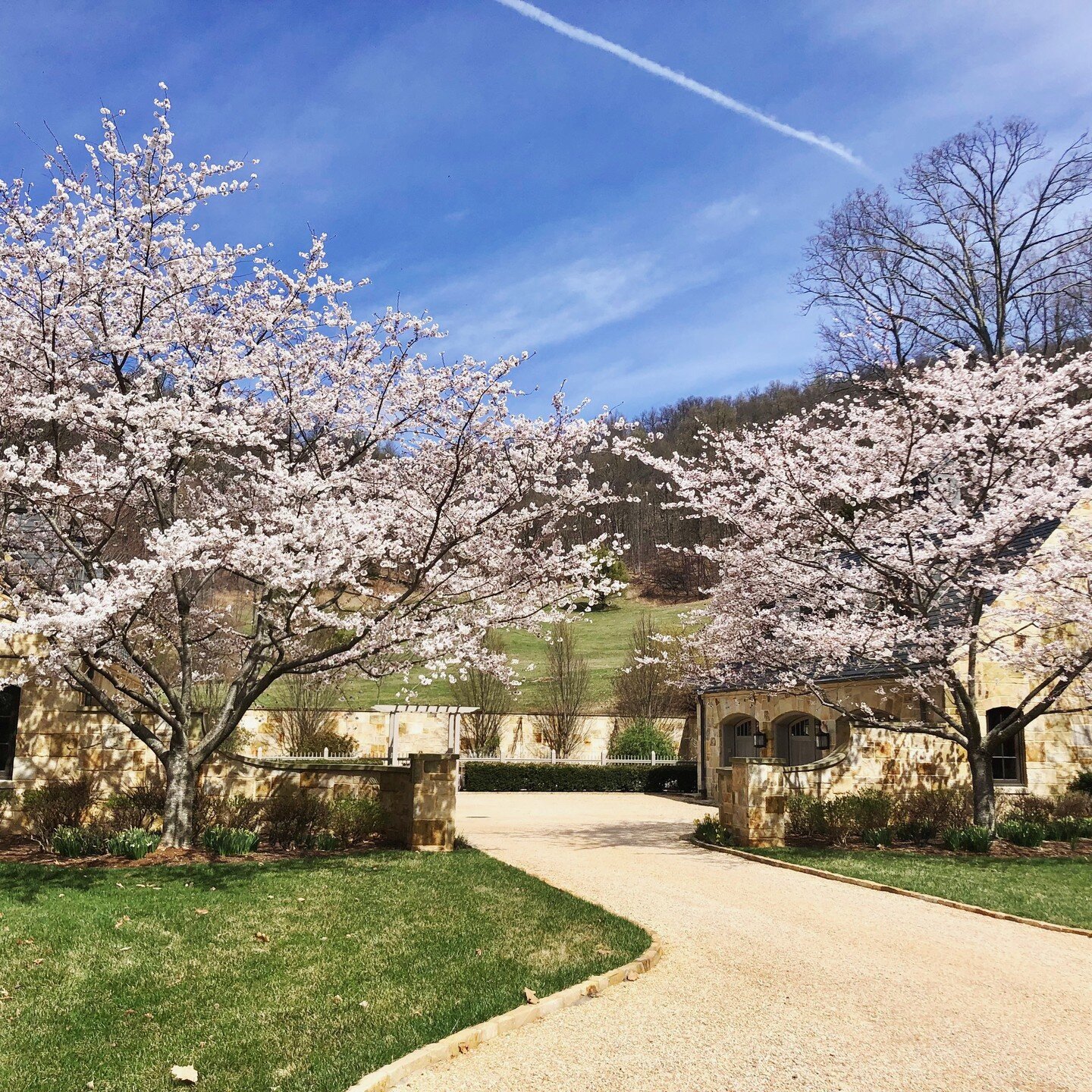 Cherry Blossoms have bloomed at Bramblewood Estate 😍 #virginia #cherryblossom #spring #luxuryhomes #vacationrental