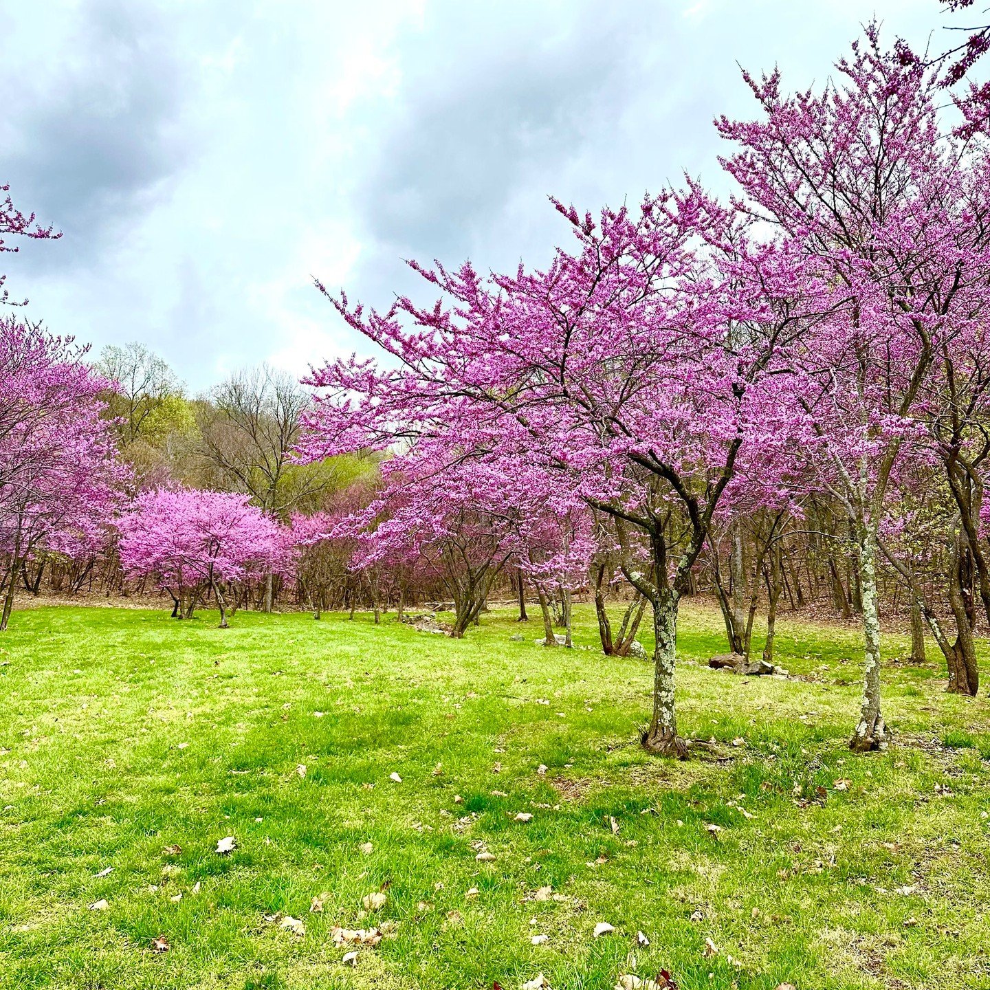 Redbuds at Bramblewood Estate in April 😍 #redbud #spring #virginia #luxuryhomes #estate #vacation
