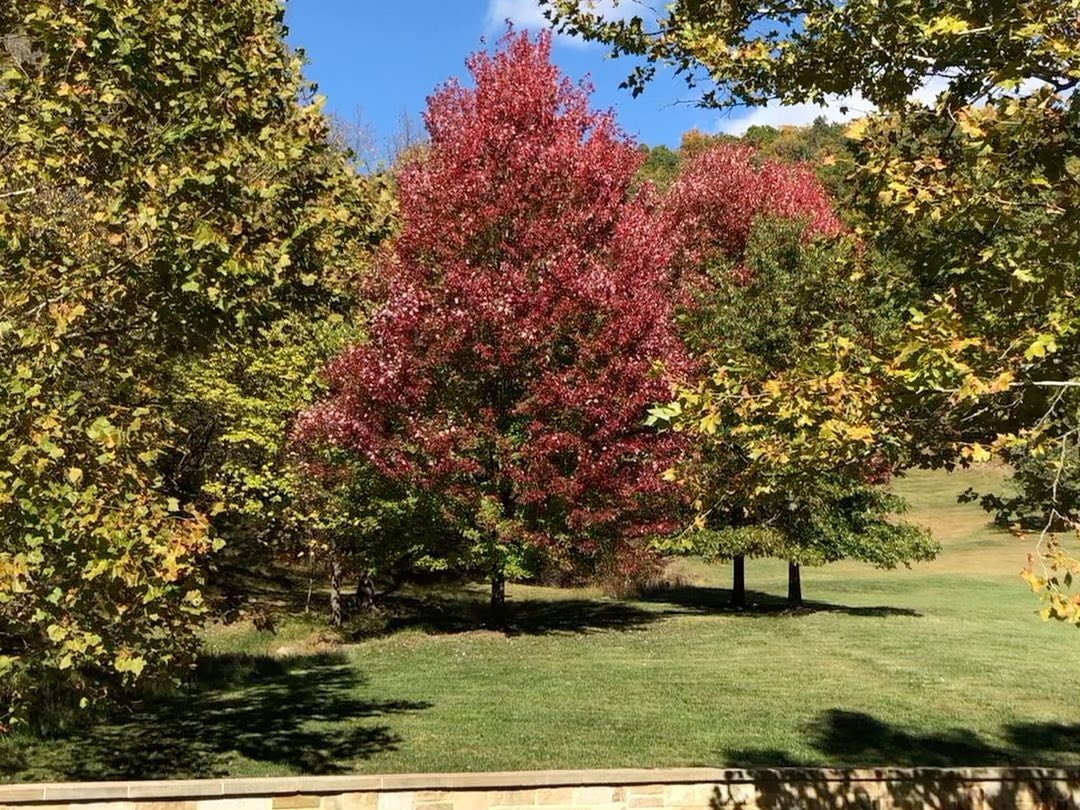 Gorgeous Fall foliage around the estate in lieu of this past weekend being Virginia&rsquo;s peak dates this year 🍁