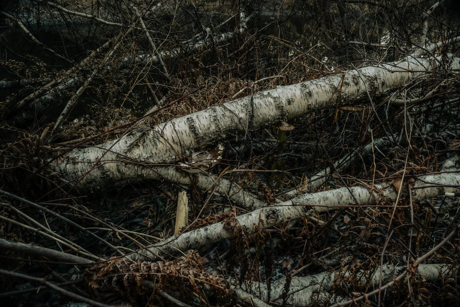 old-lens-and-fallen-trees.jpg