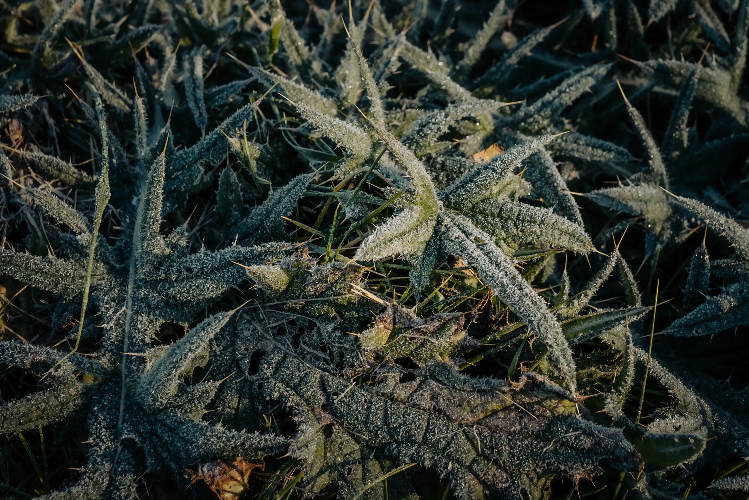 dark-green-frozen-plants.jpg