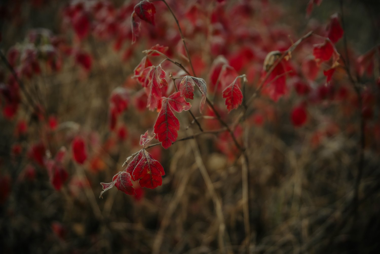 red-frozen-plants.jpg