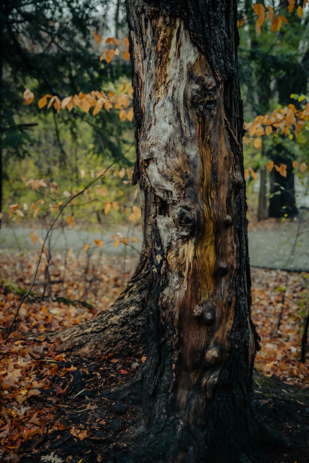 trees-in-fall-alone.jpg