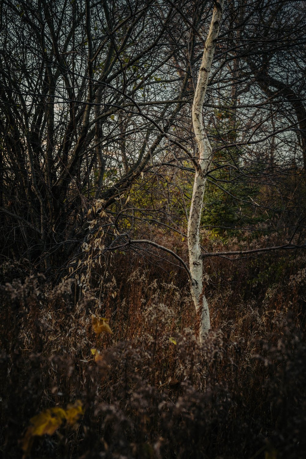 white-trees-in-fall.jpg