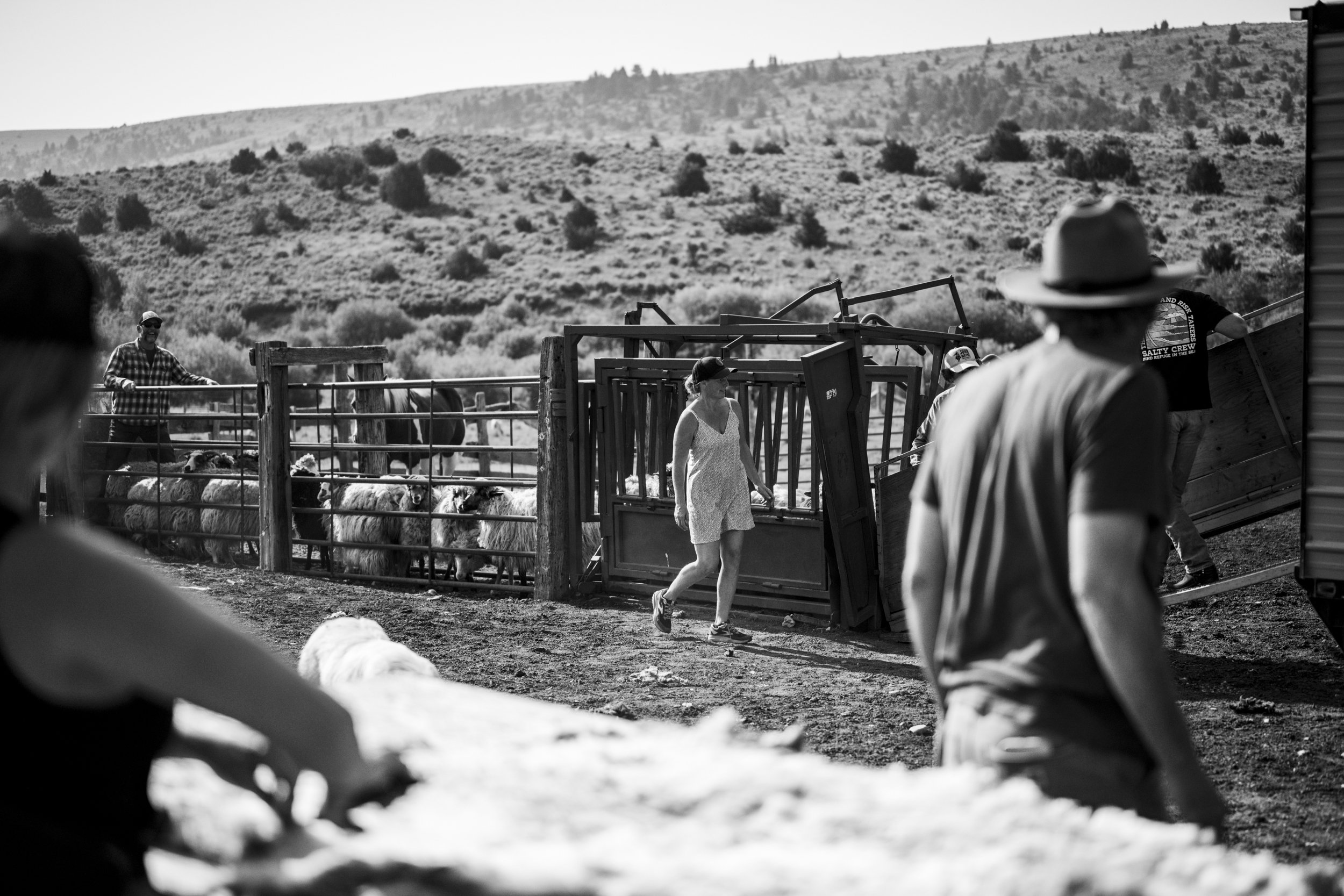 Nostrant_SheepShearing_Raconteur014.JPG