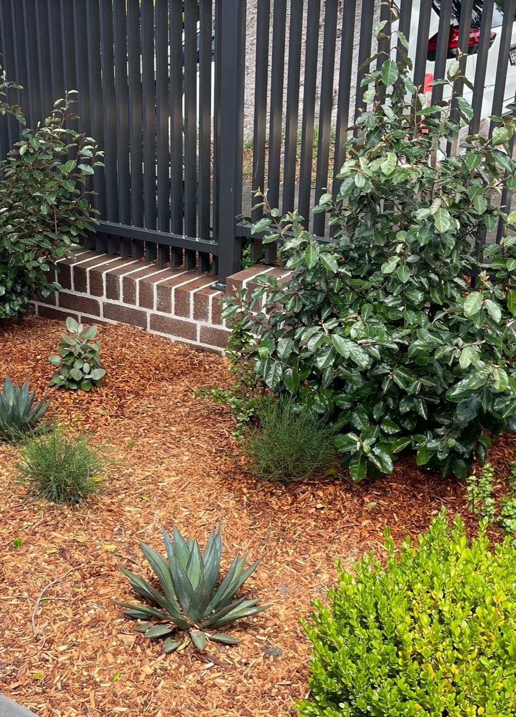 Garden with mulch, succulents, and bushes, aluminium fence, our project in Randwick