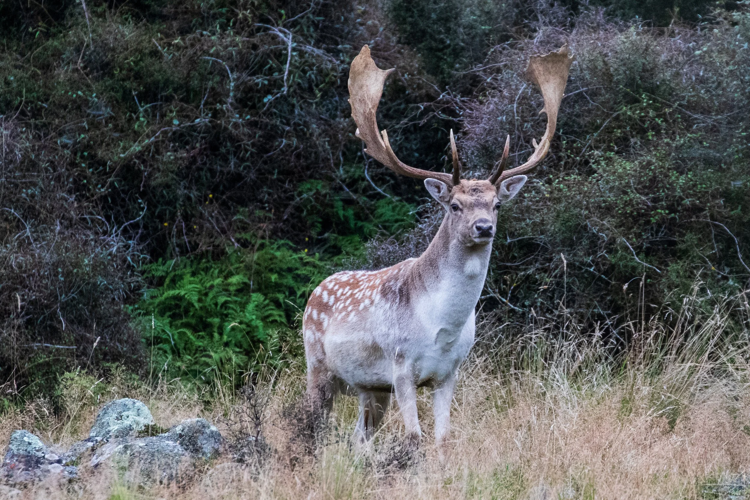 A deer with large antlers standing in a forested area with green foliage, rocks, and tall grass.
