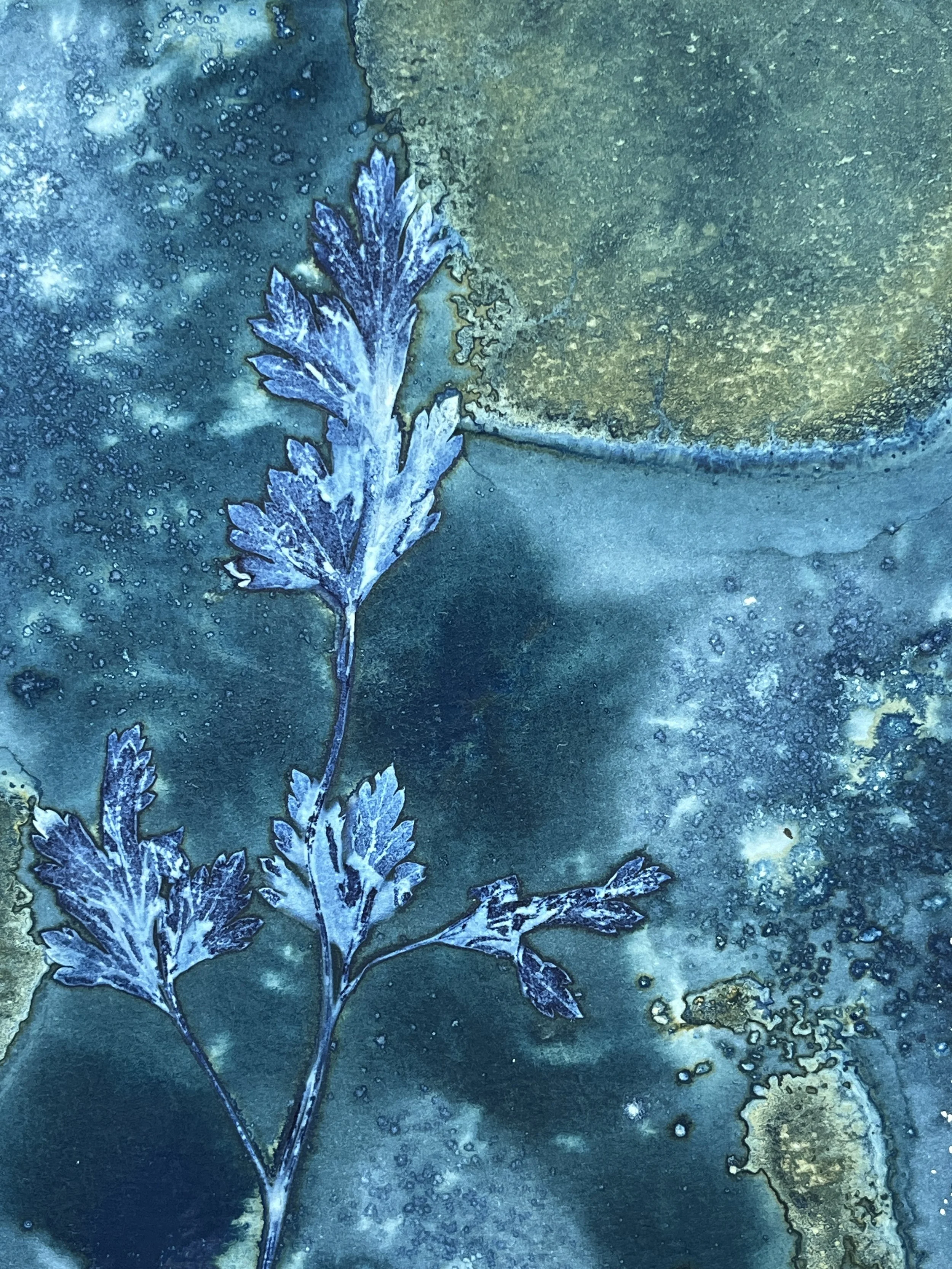 kgb444 cilantro_1977.JPG