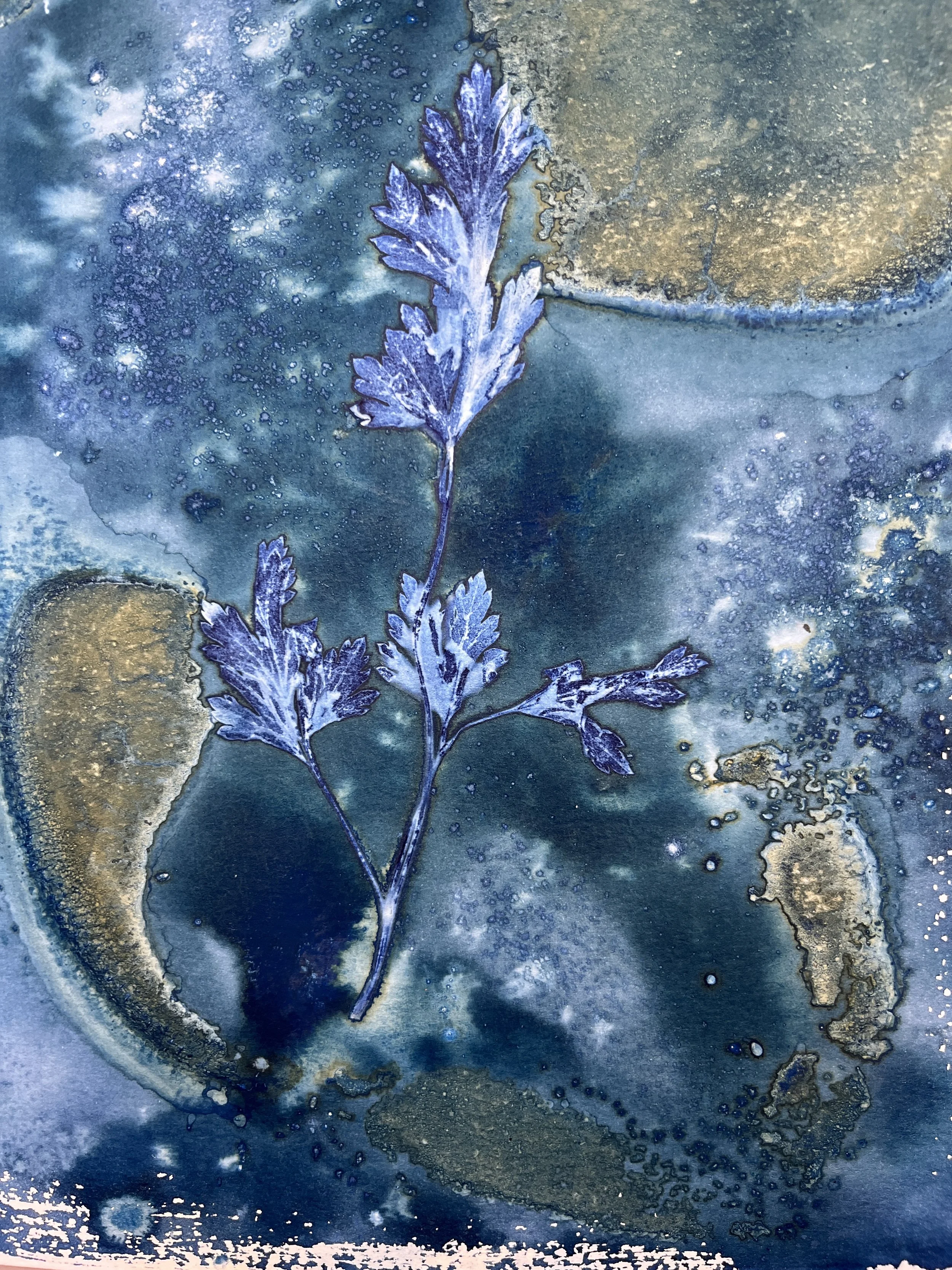 kgb444 cilantro_1975.JPG