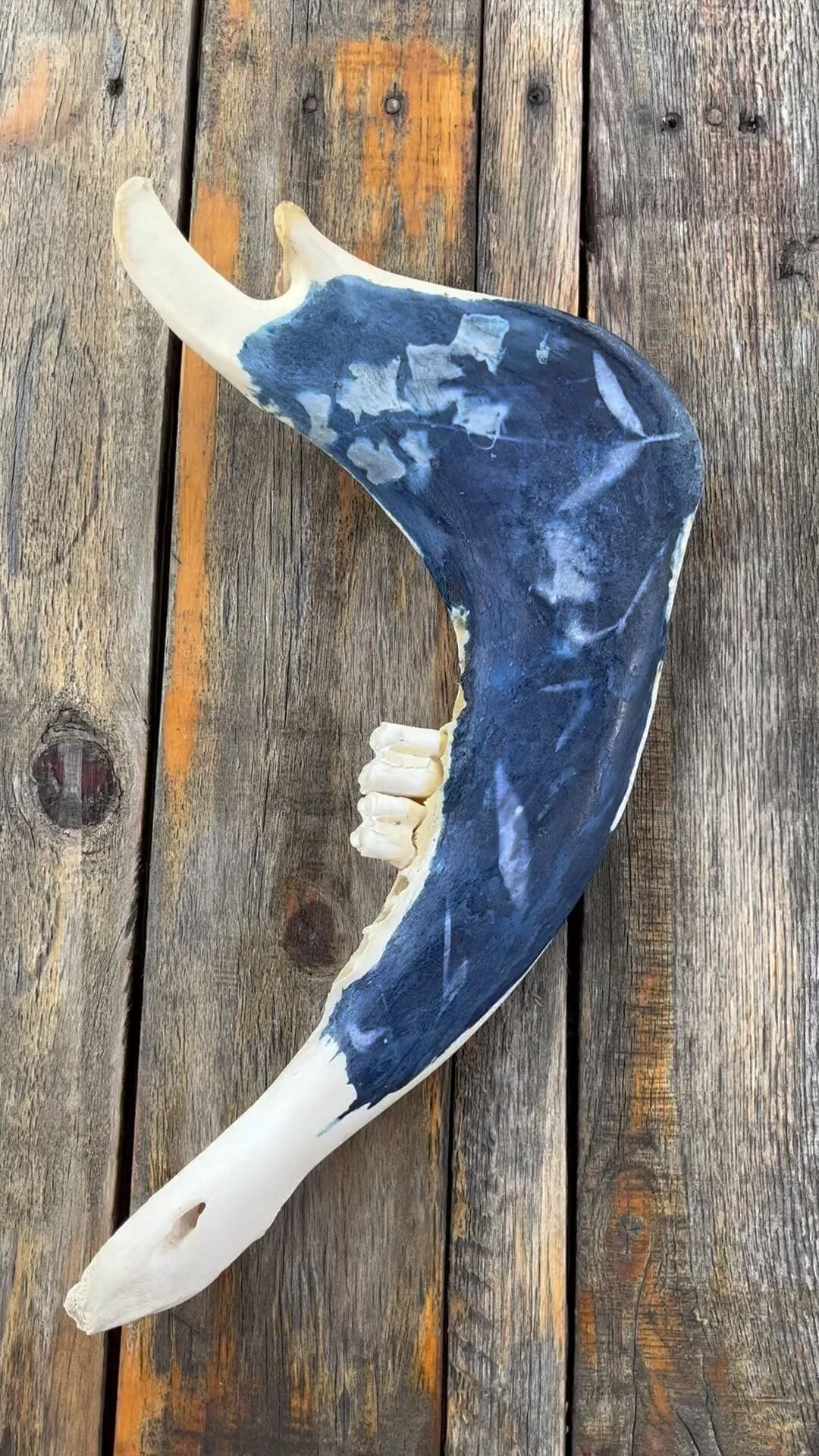 Damnnnn that blue! π€©π #cyanotypeonbone #cyanotype #alternativecyanotypes #cyano