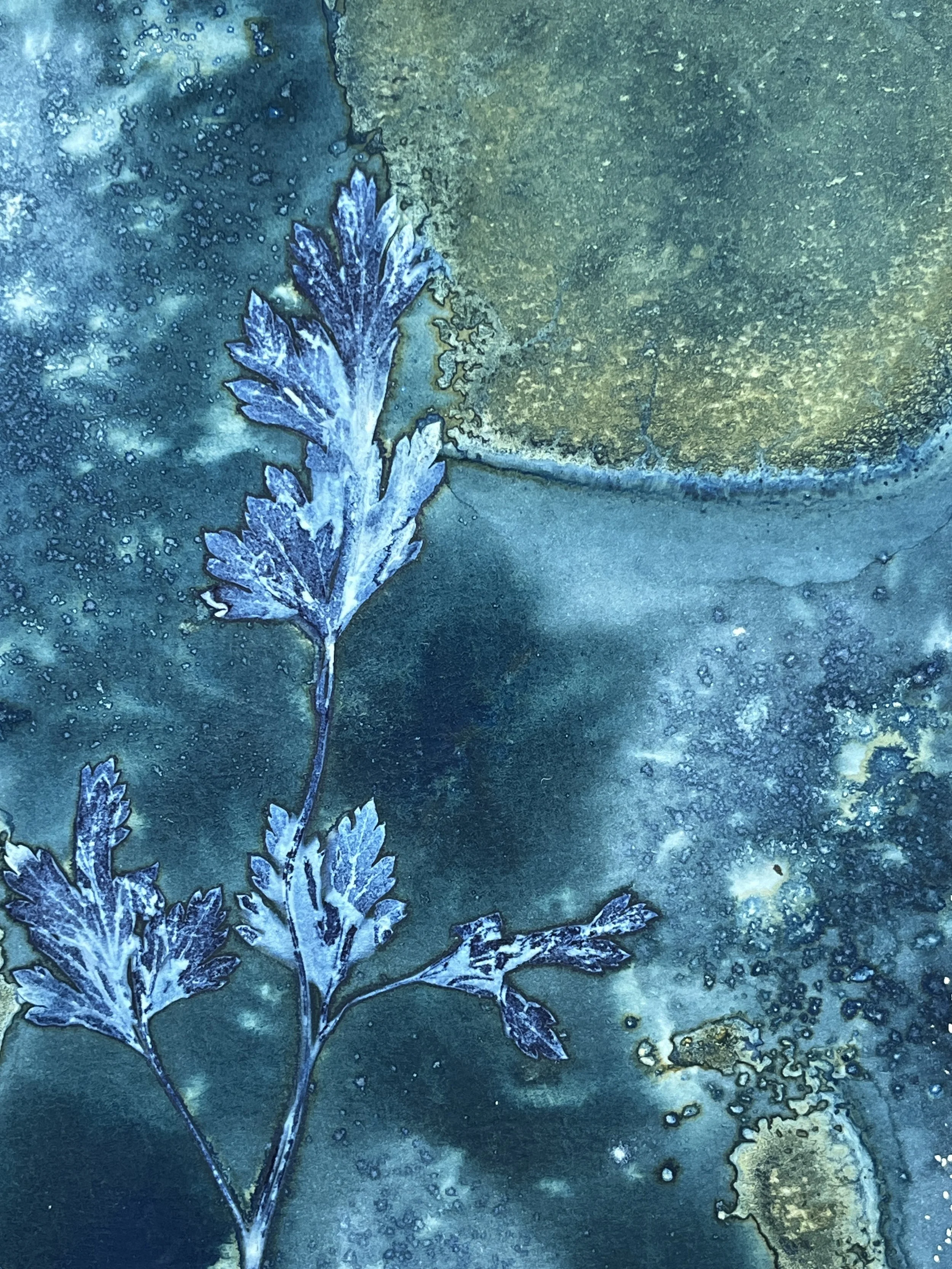 kgb444 cilantro_1976.JPG