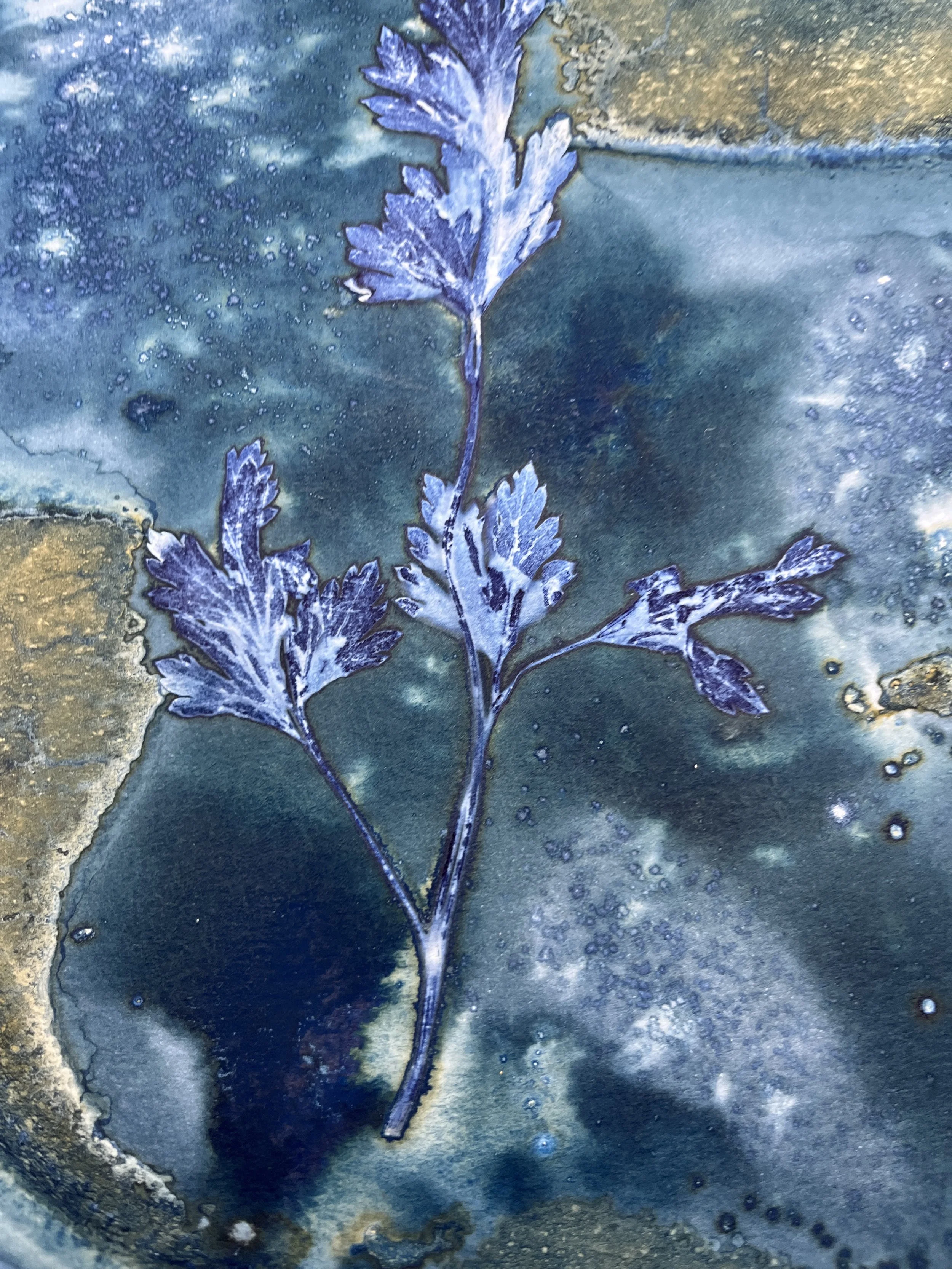 kgb444 cilantro_1974.JPG