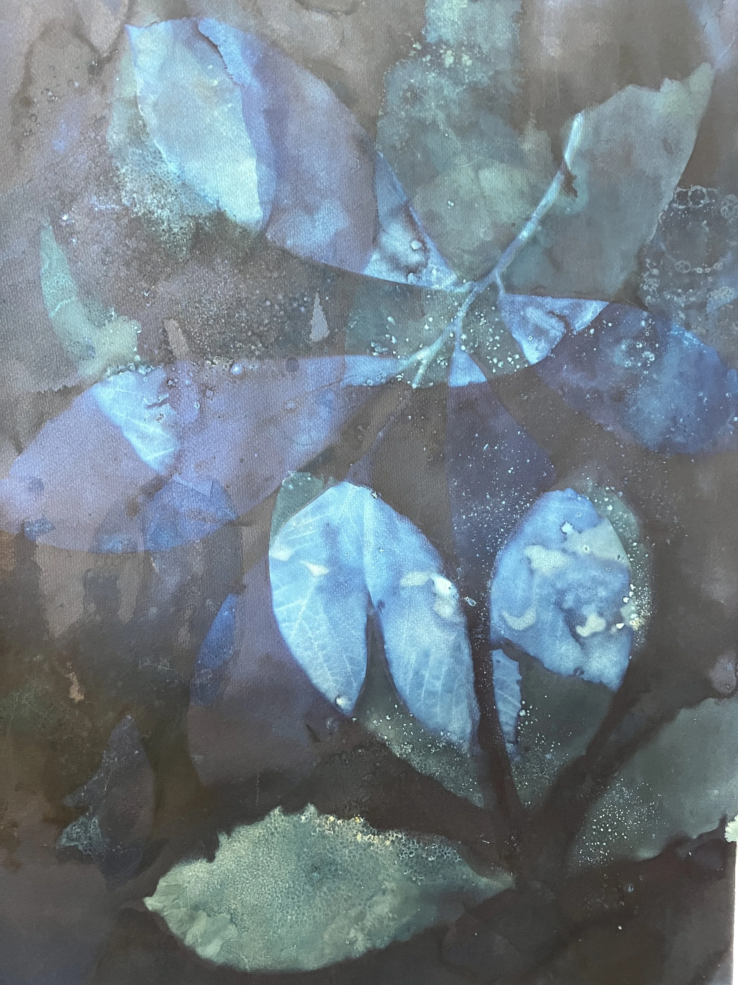 Double PawPaw 2024 to CasieG.JPG