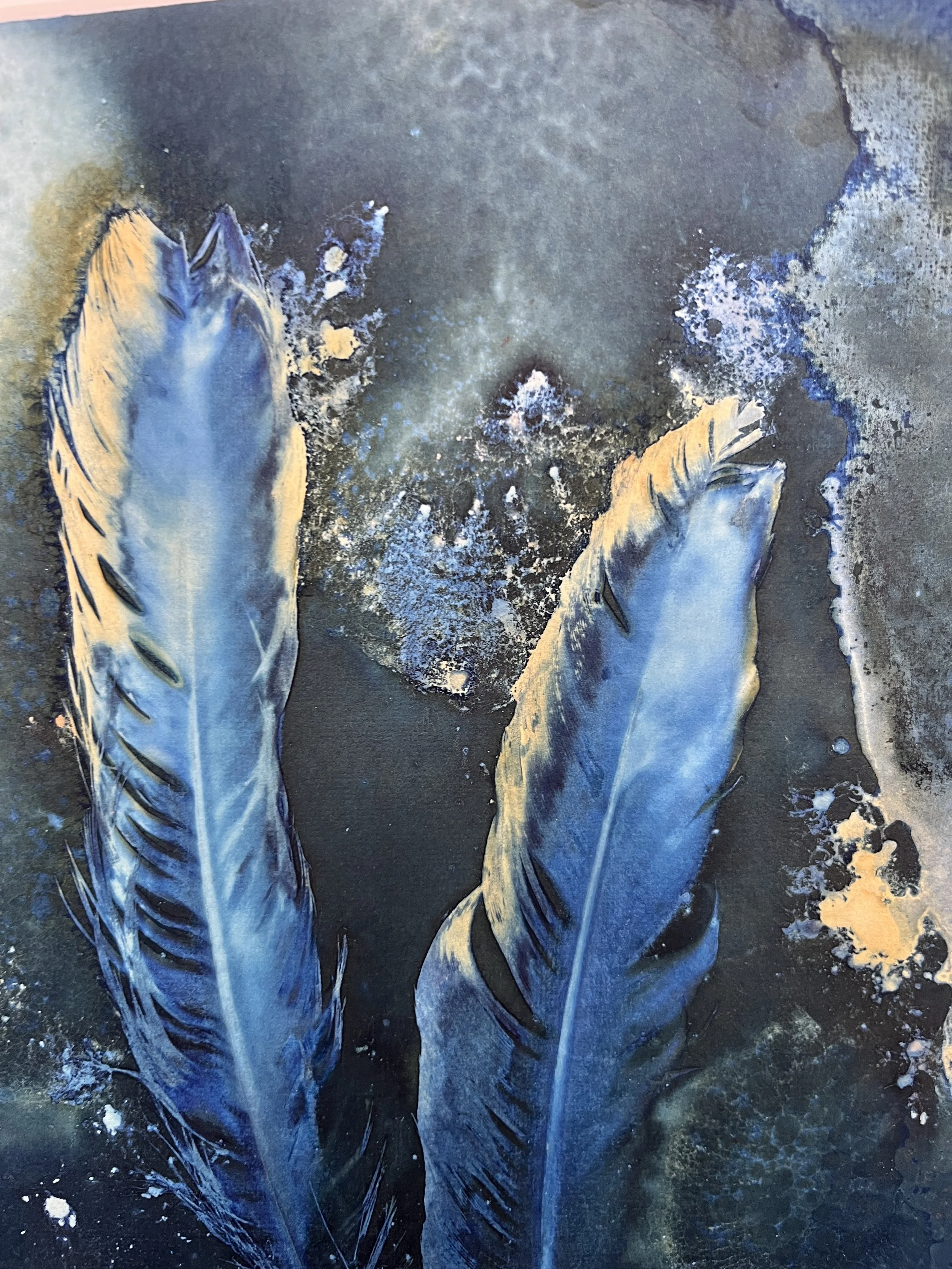 kgb353 goldenedge cyanotype_4547.JPG