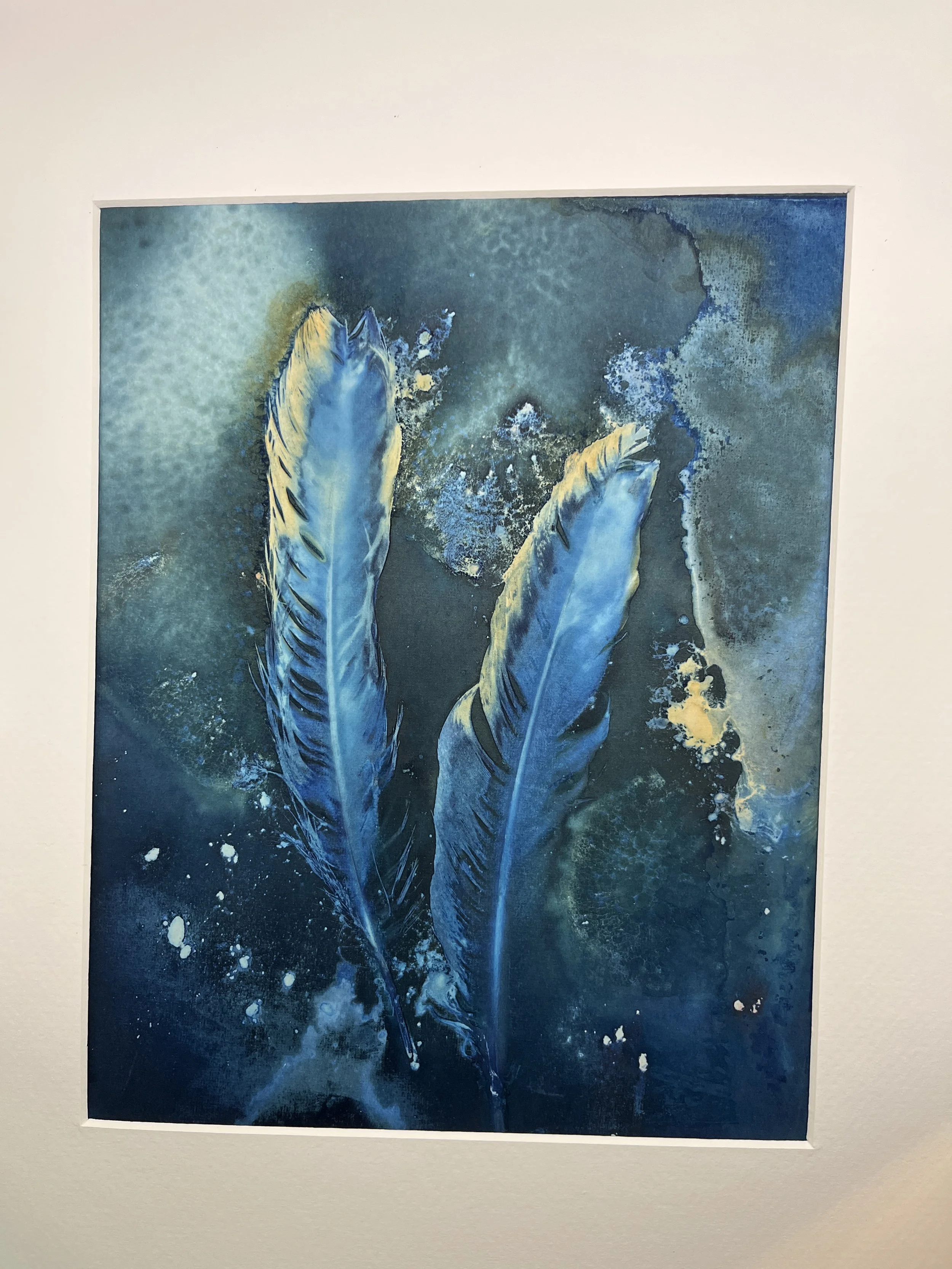 kgb353 goldenedge cyanotype_4546.JPG