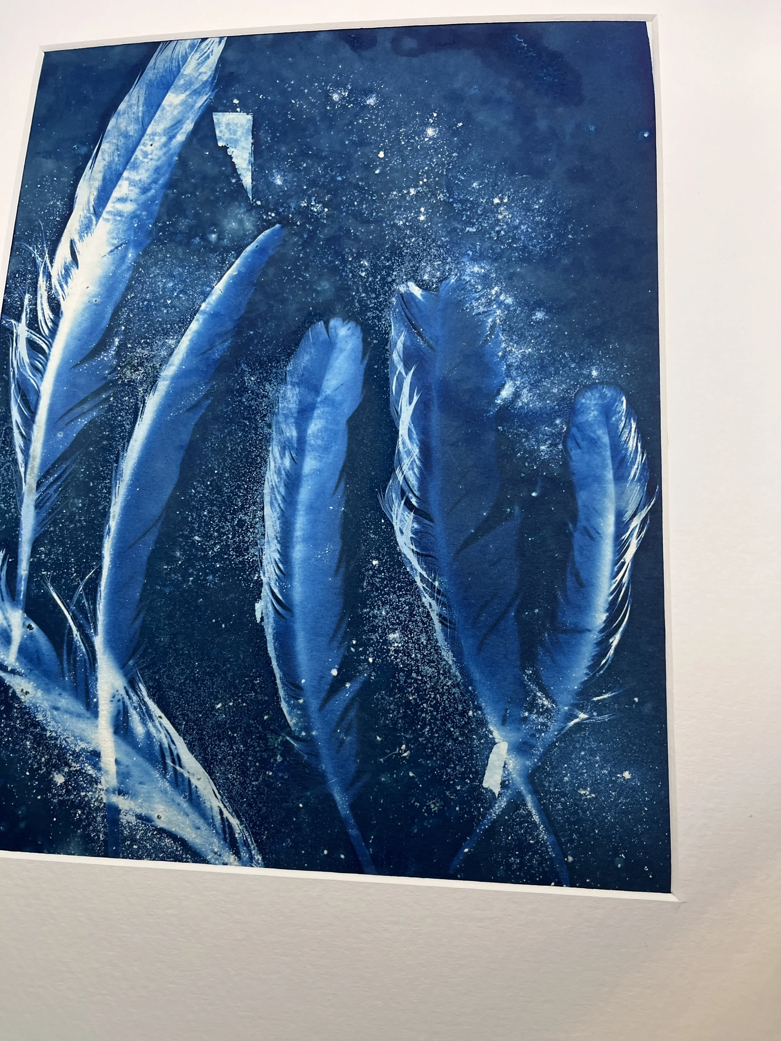 kgb352 6th cyanotype_4555.JPG