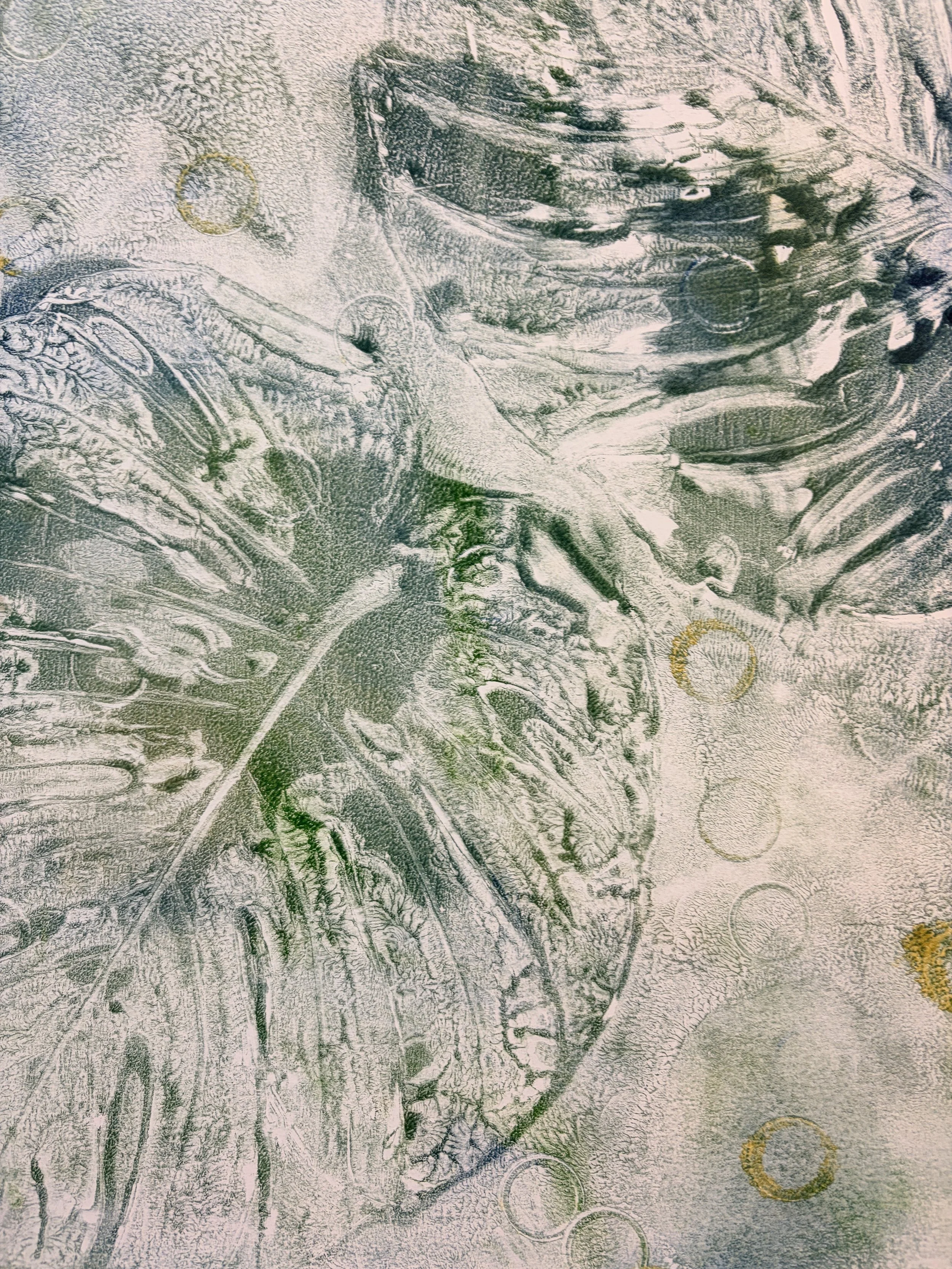 monstera mono gelli print 2026 bcg87_1283.JPG