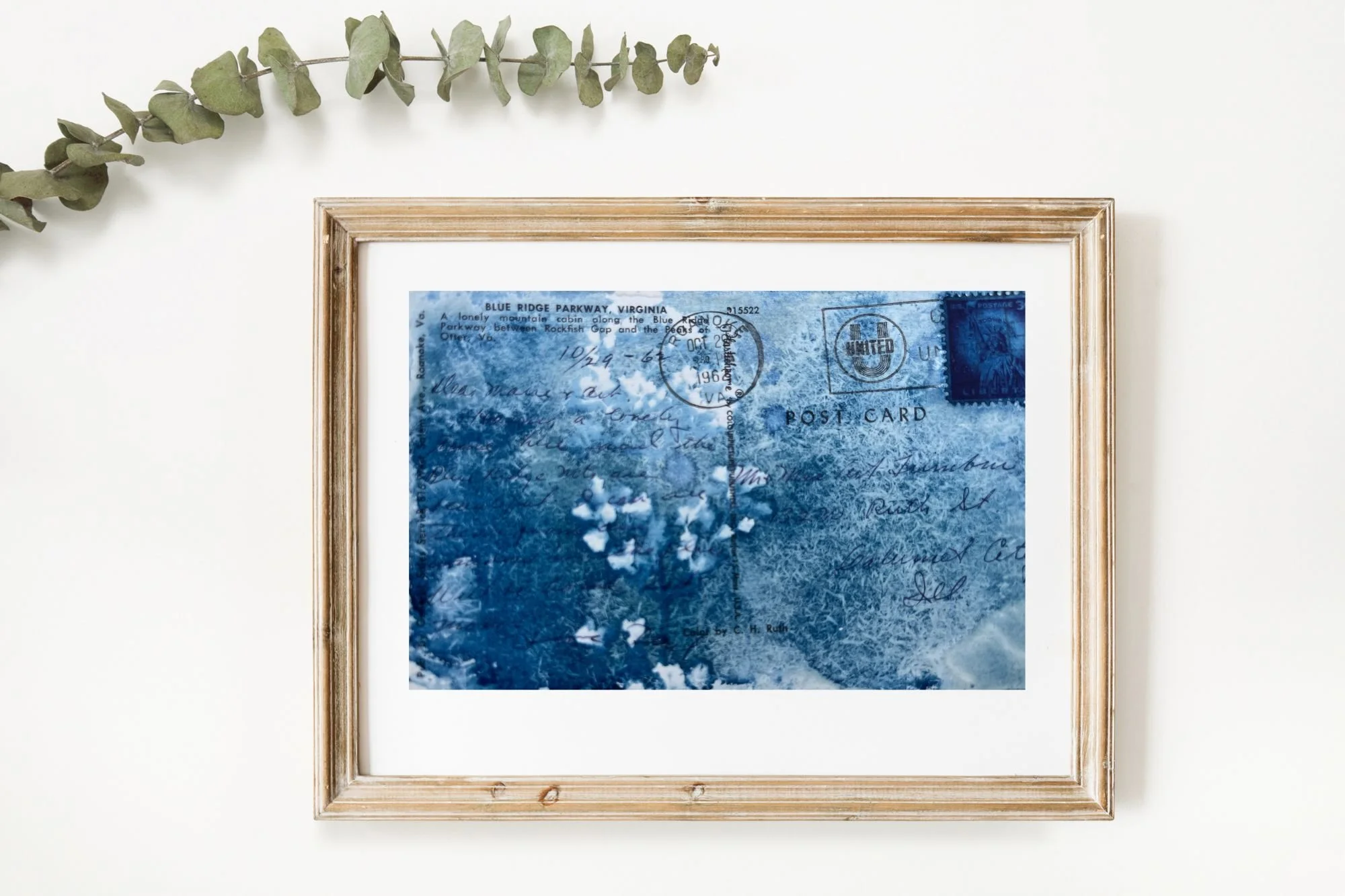 Baby's Breath Flower Cyanotype Found Postcard Series  4x6 (#431)