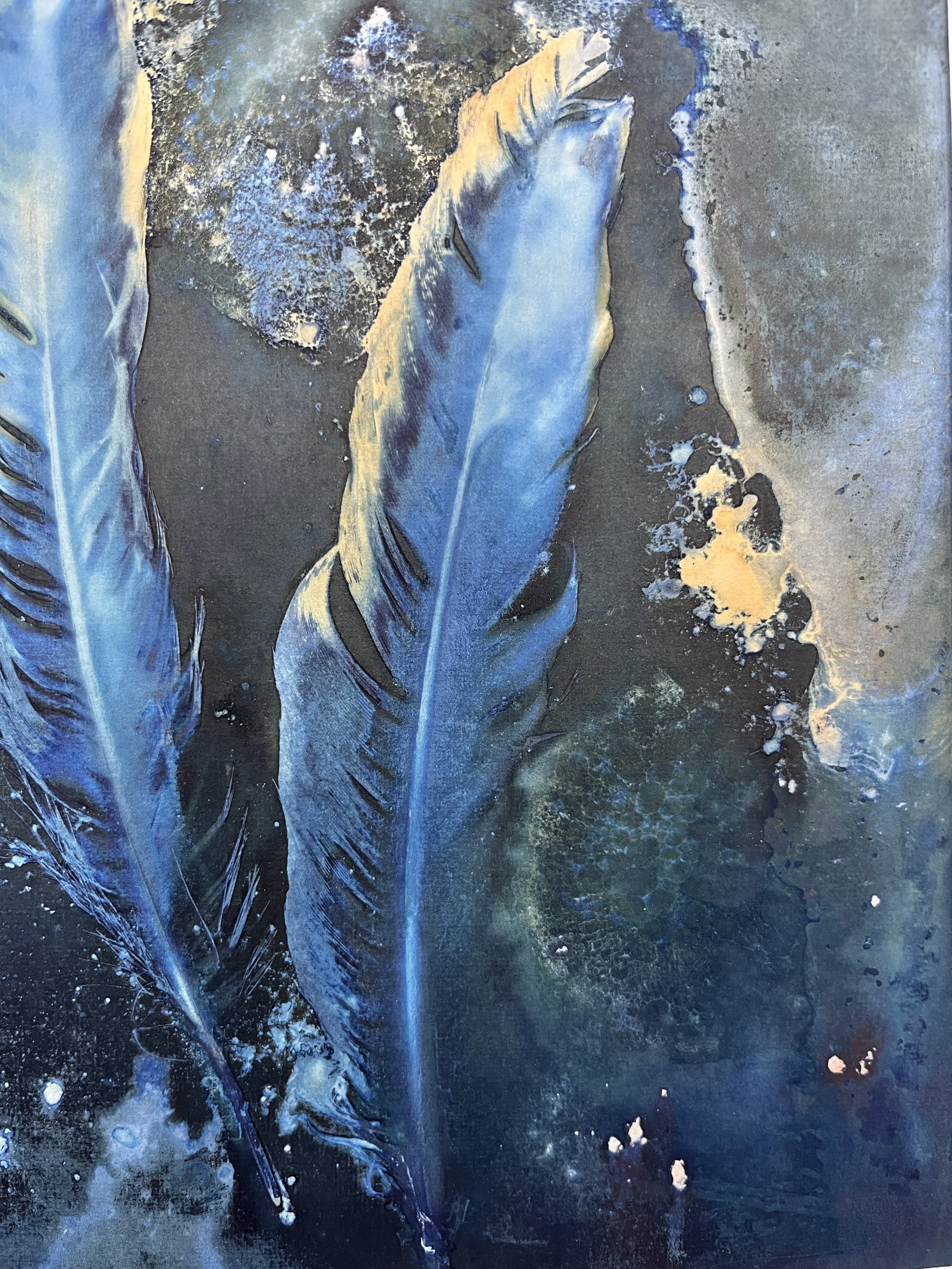 kgb353 goldenedge cyanotype_4548.JPG