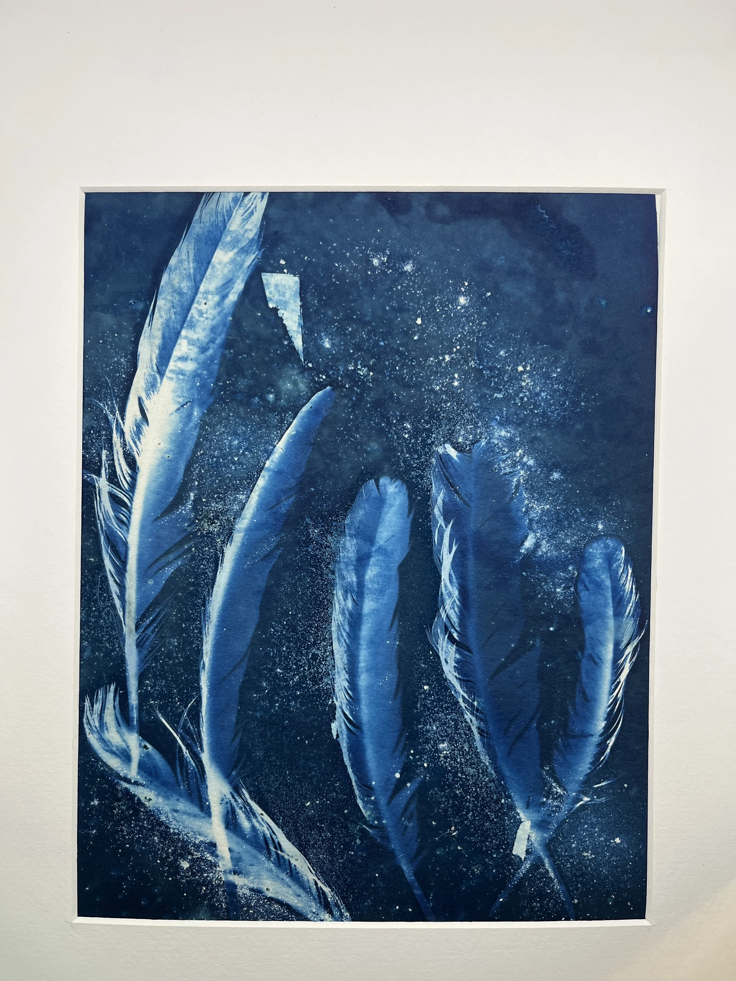 kgb352 6th cyanotype_4556.JPG