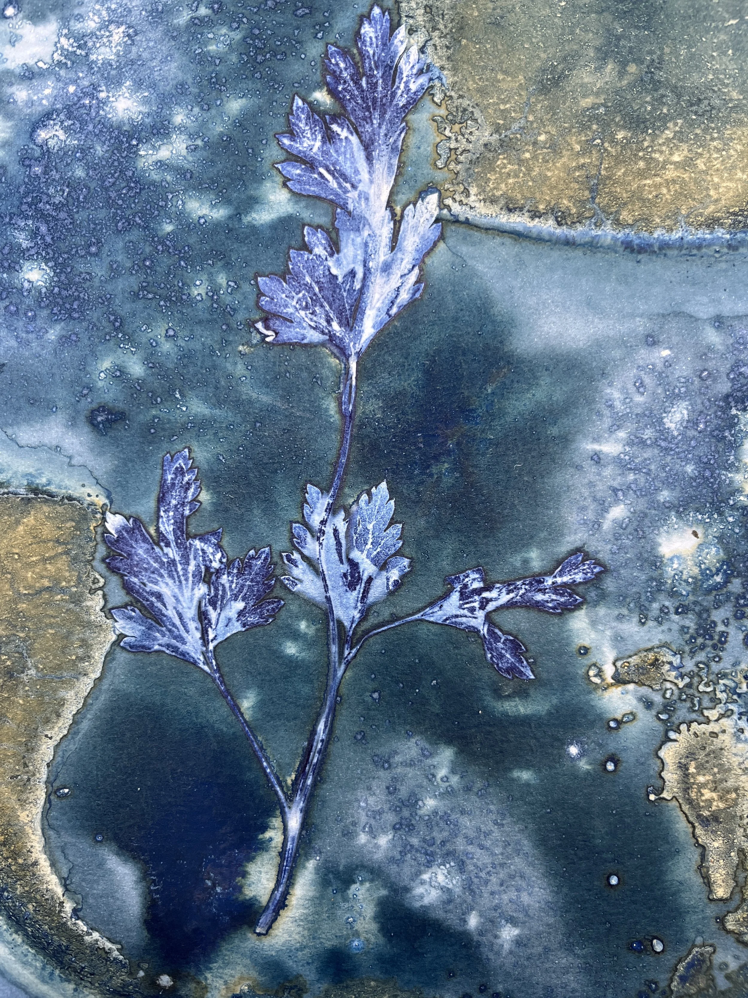 kgb444 cilantro_1973.JPG