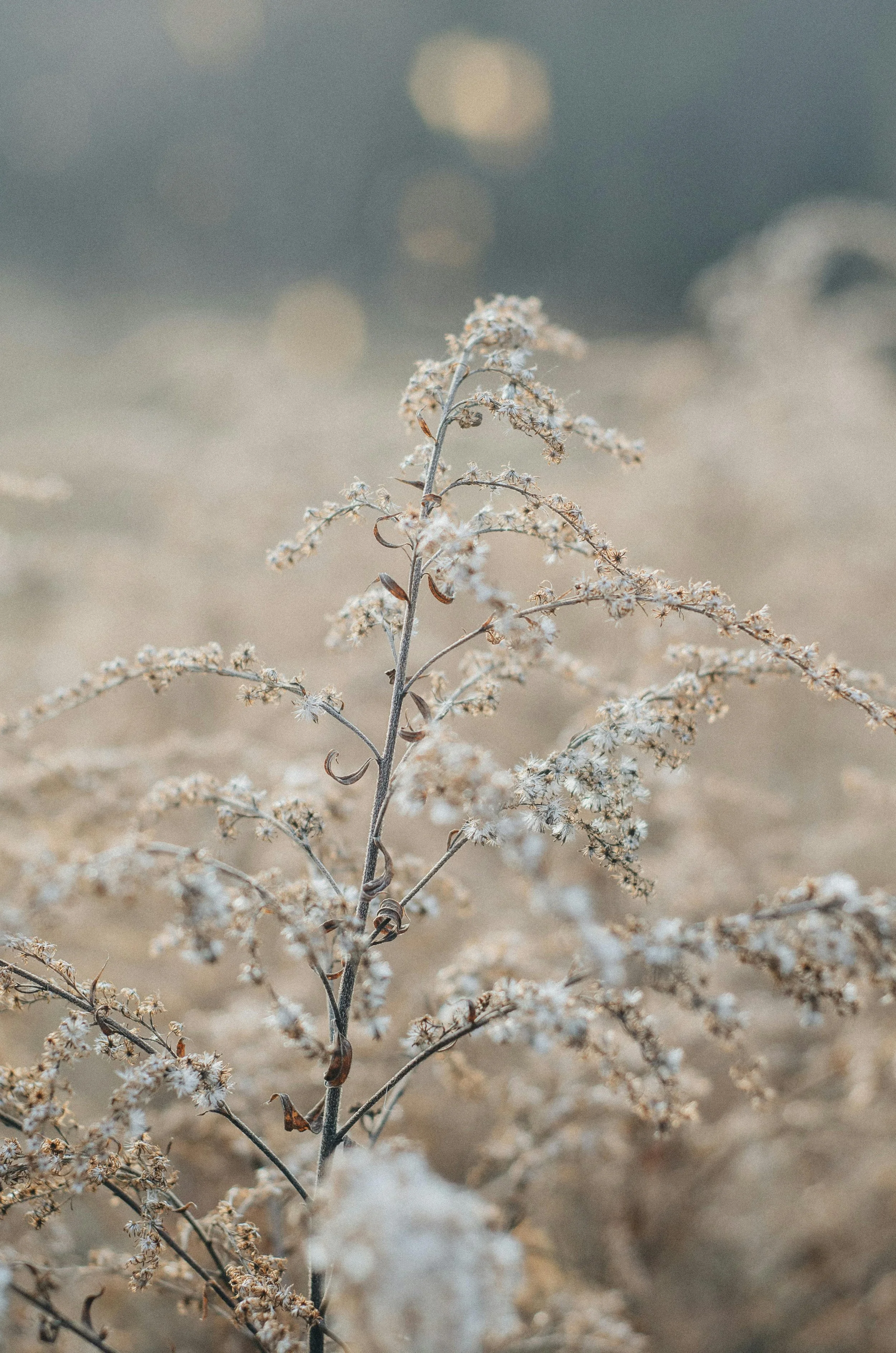 Full Vida Therapy offers telehealth counseling in California. Our warm, nature-inspired branding reflects our client-centered, calming approach.
