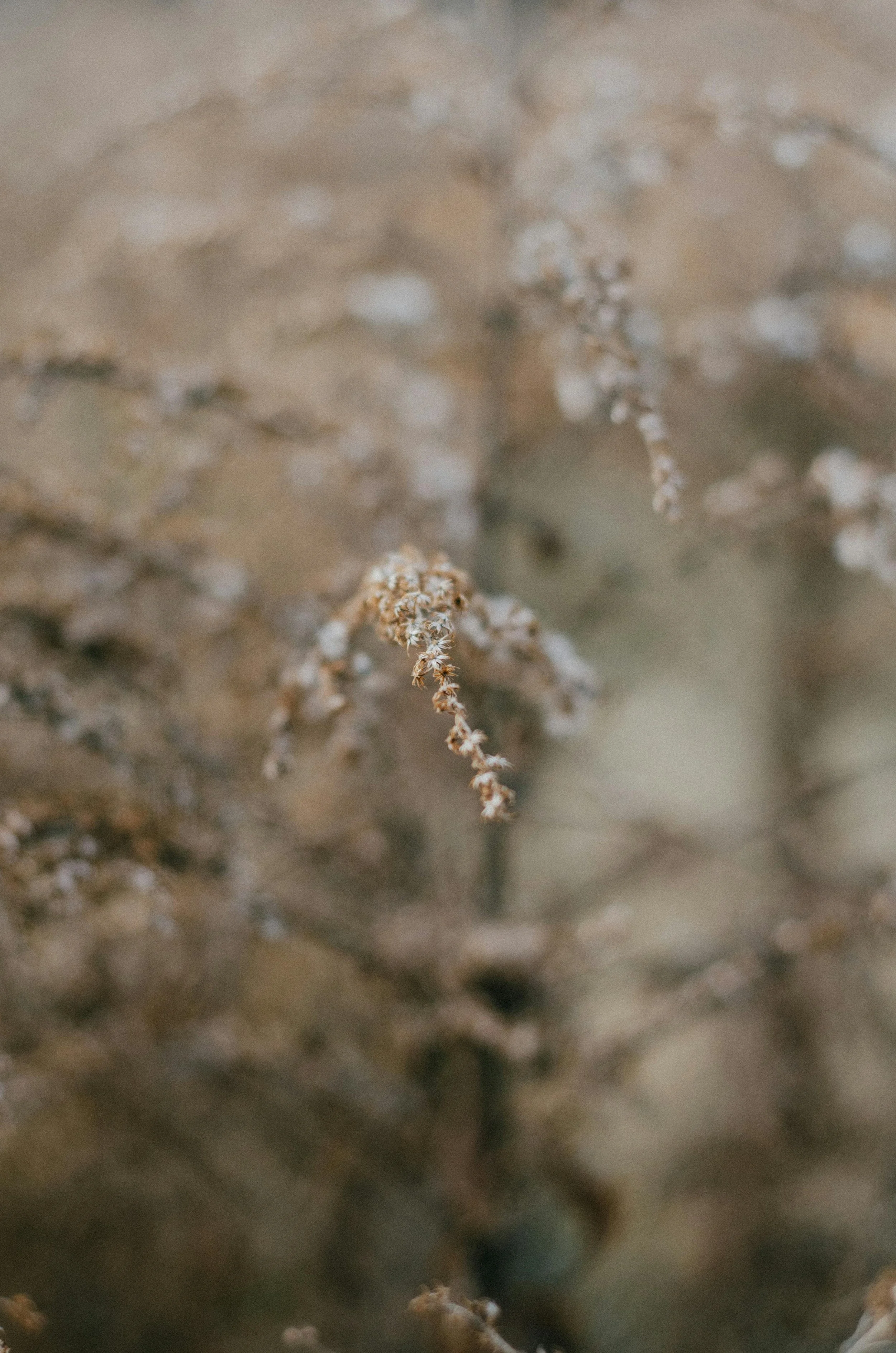 Full Vida Therapy offers telehealth counseling in California. Our warm, nature-inspired branding reflects our client-centered, calming approach.