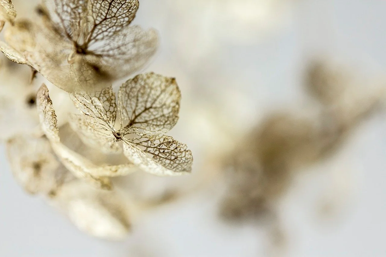Image of dried flowers and the pedals. Veins of the flower pedals are shown