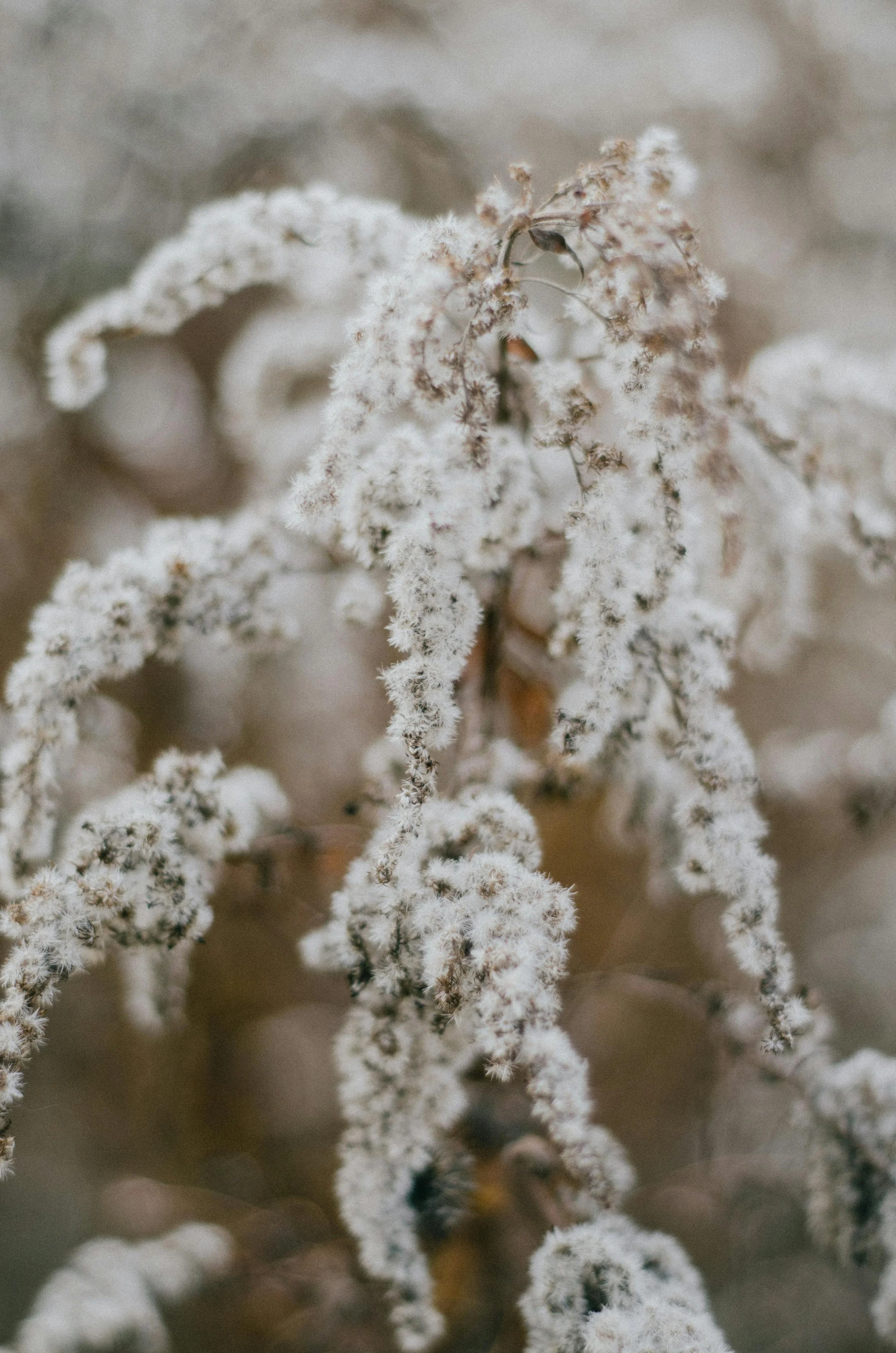 Full Vida Therapy offers telehealth counseling in California. Our warm, nature-inspired branding reflects our client-centered, calming approach.