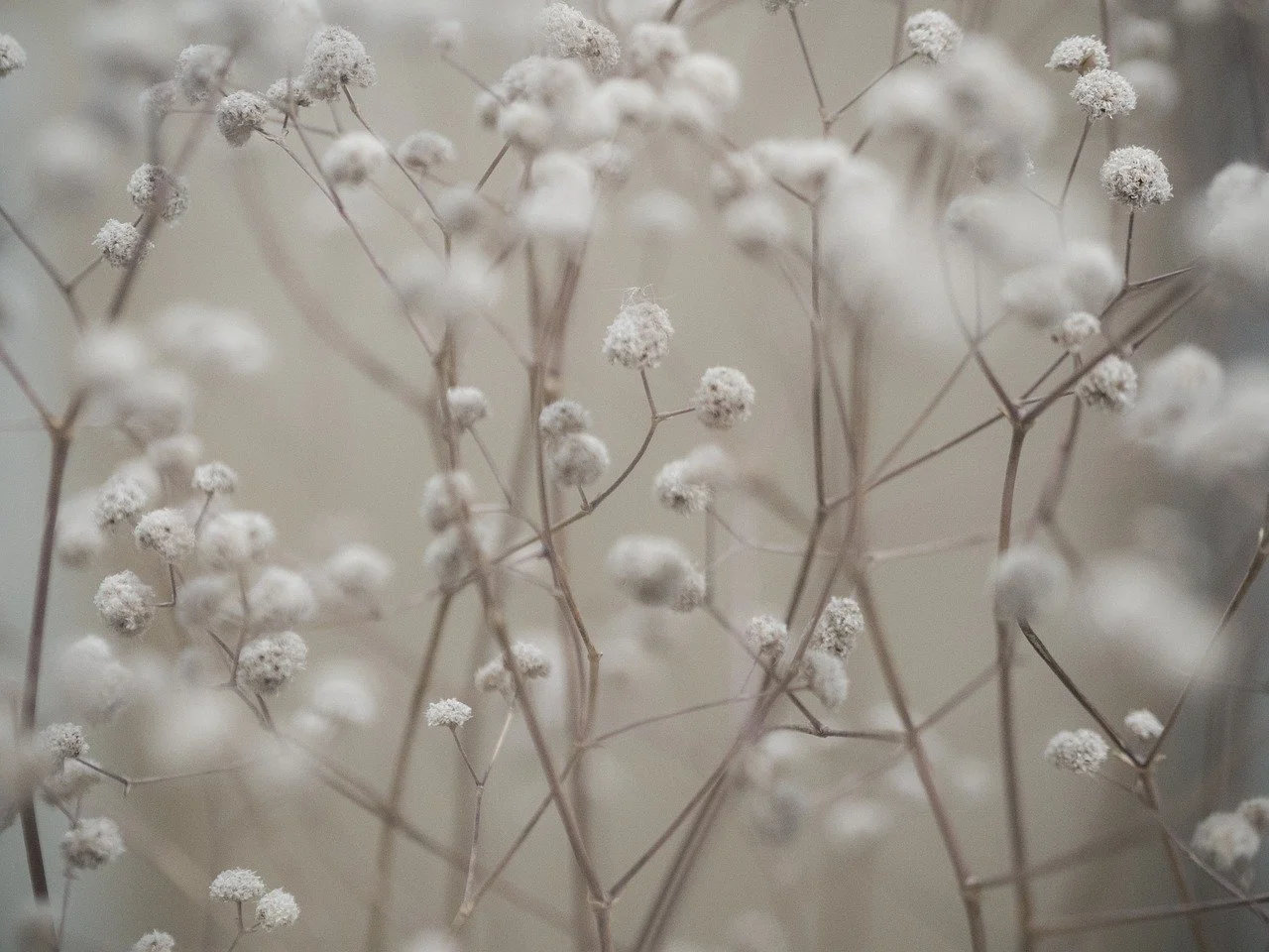 Image of white flowers and their branches