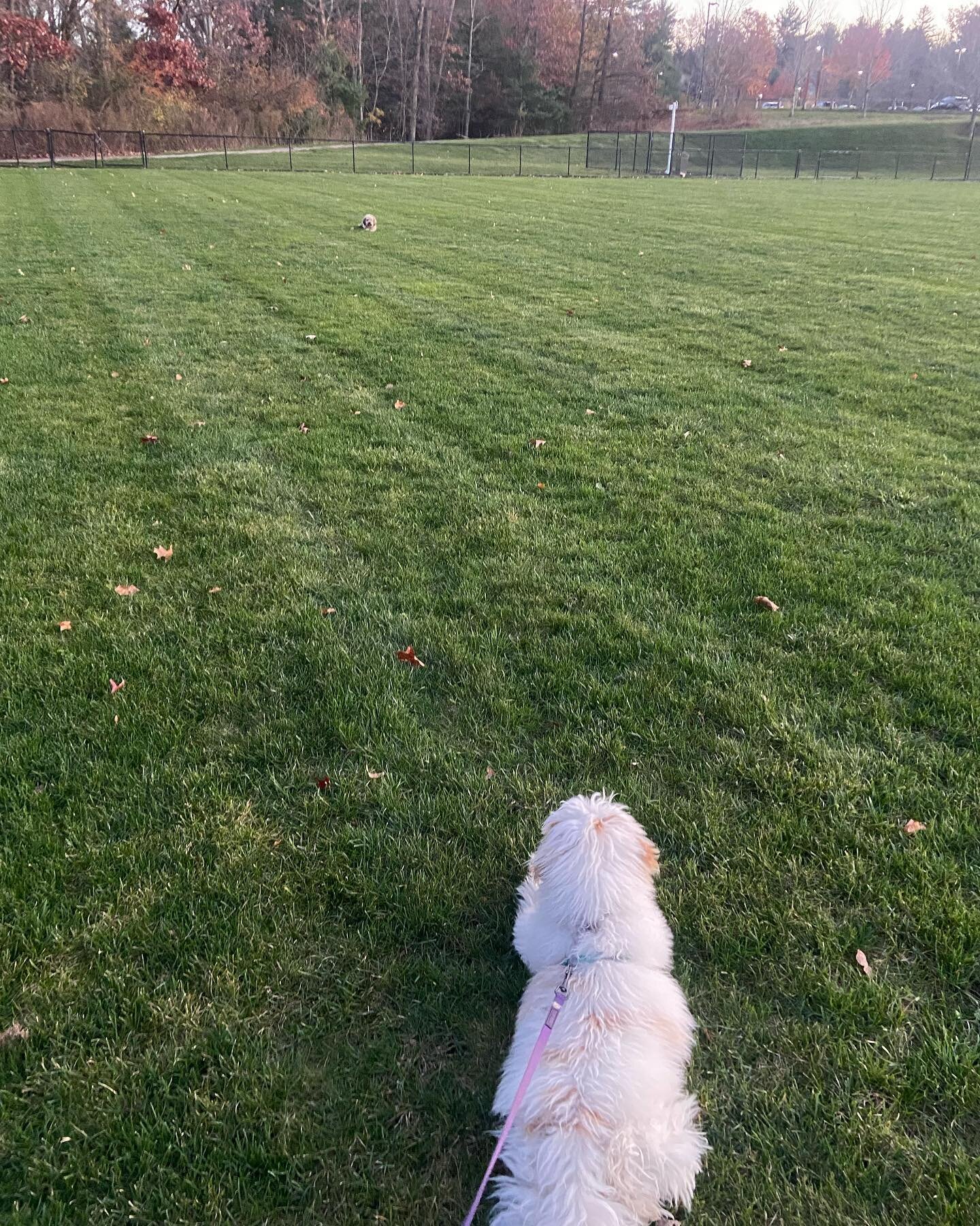 their favorite game is staring at each other from a distance