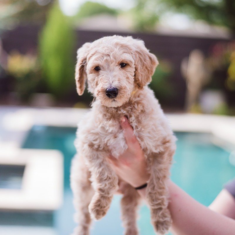 Omgoodness&hellip; how is this baby still available?!
 🐩✨ Hawthorn - Yellow Collar Male✨🐩
A✨K✨C Standard Poodle - Small or Moyen
Color: Cream/Apricot Abstract
Go 🏠 7/14/24
Born 5/18/24

Message us for information about our program.

Expected weigh