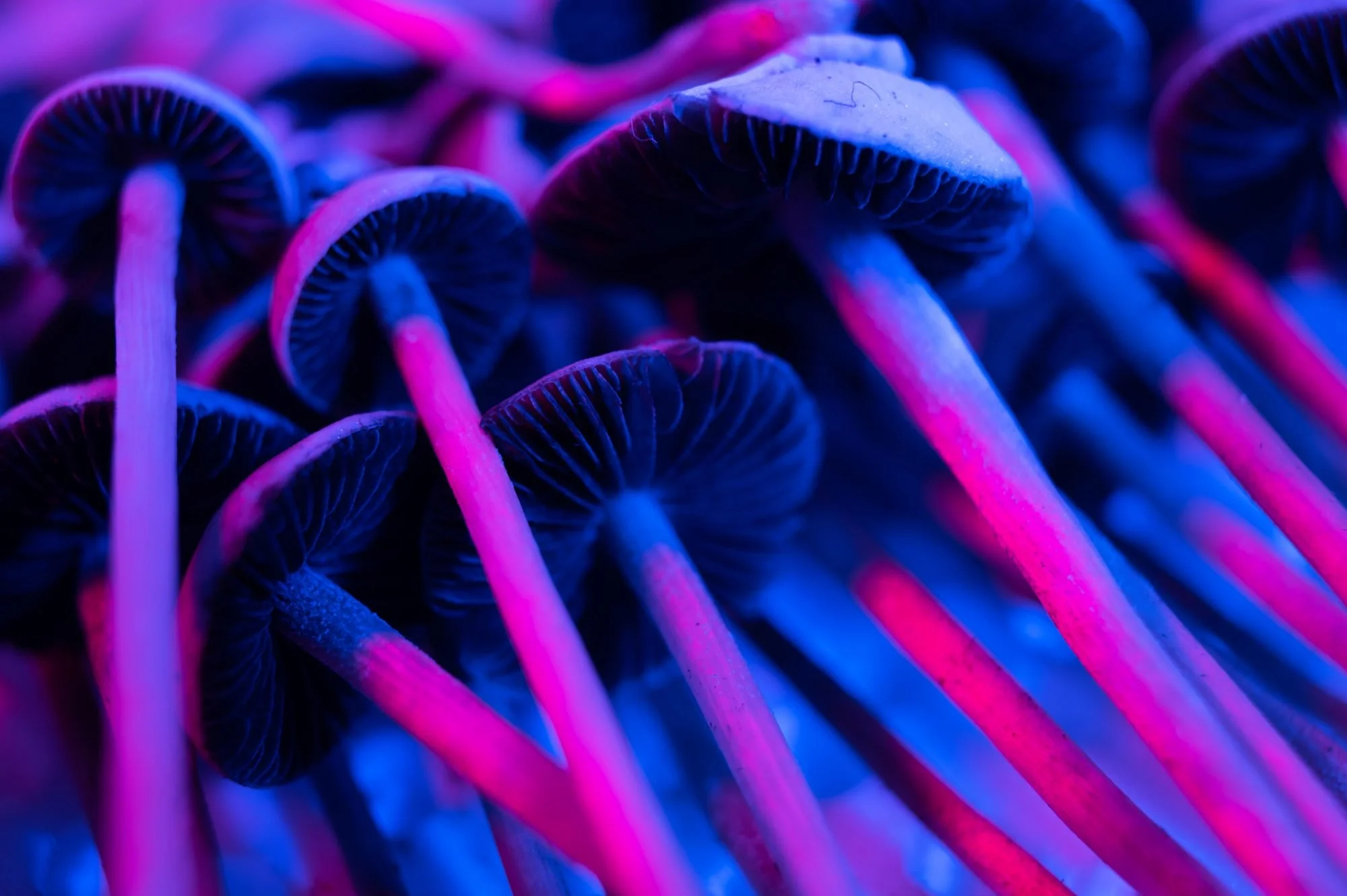 Close-up of psilocybin mushrooms under pink and blue light, representing psychedelic research into depression and mental health treatment.