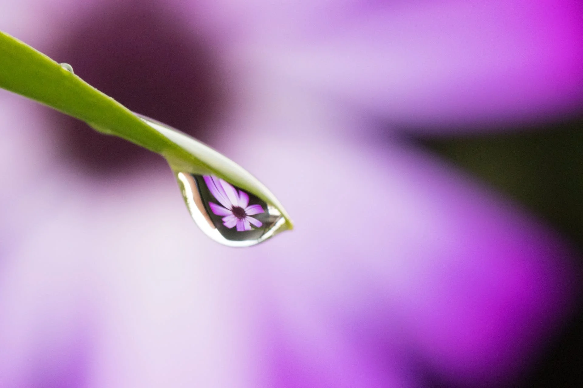 Reflection of Flower in Dewdrop