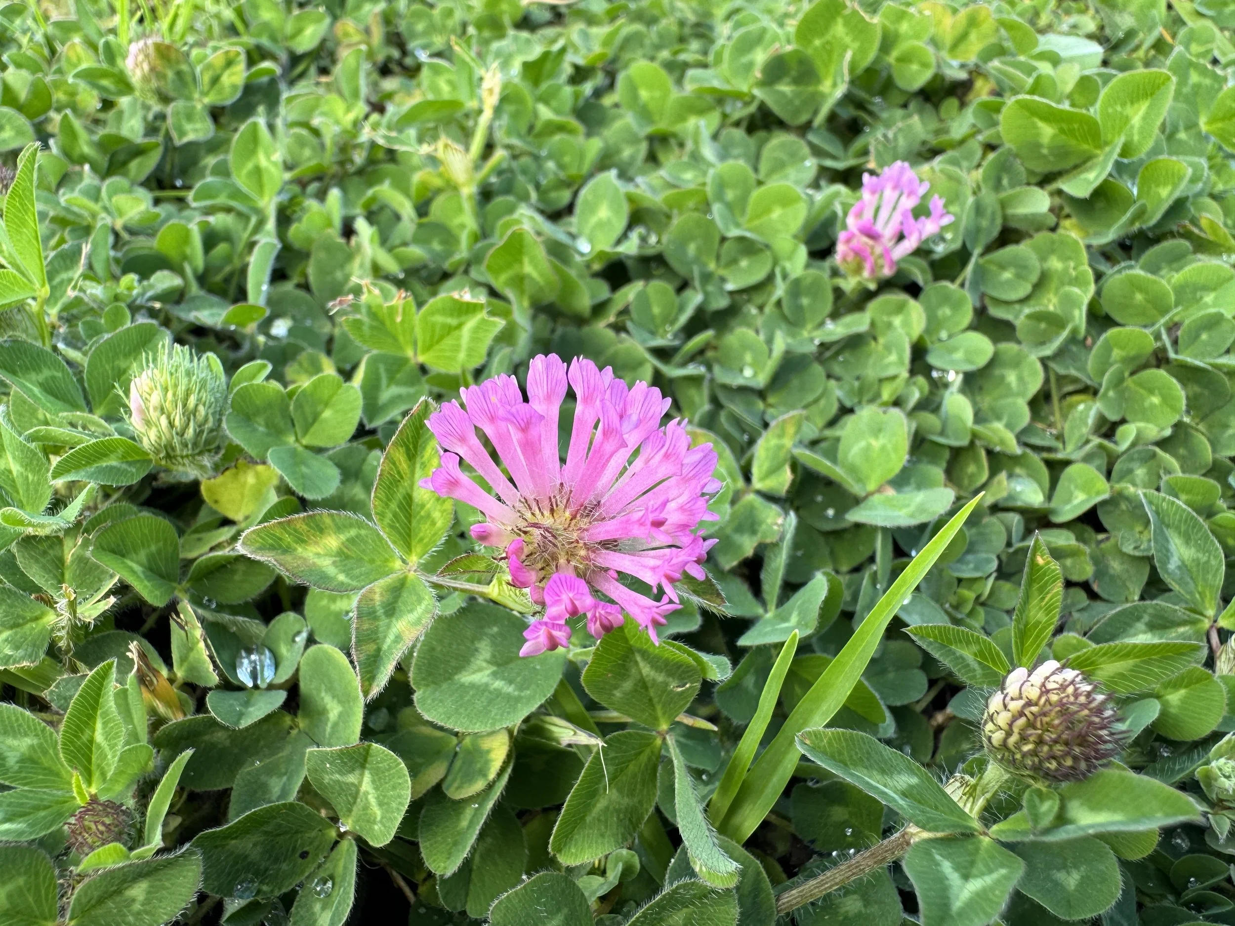 Why ‘Cloverbase’?