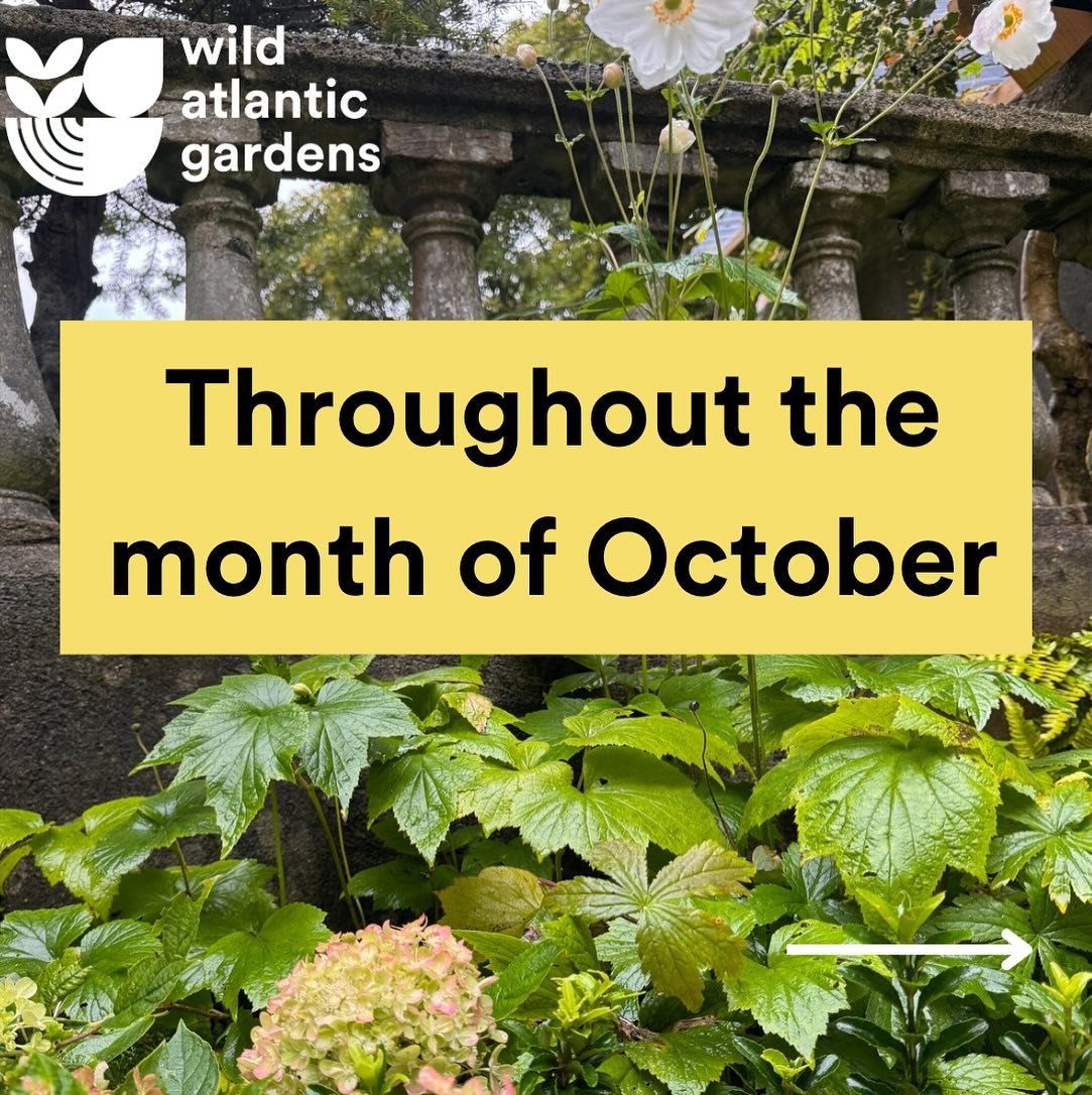 Time for a little inspiration ✨ 

Let us know what you&rsquo;re struggling with in your garden and we&rsquo;ll do our best to come up with some simple ideas to solve your problem. 

Comment below or send us a DM and throughout the month of October we