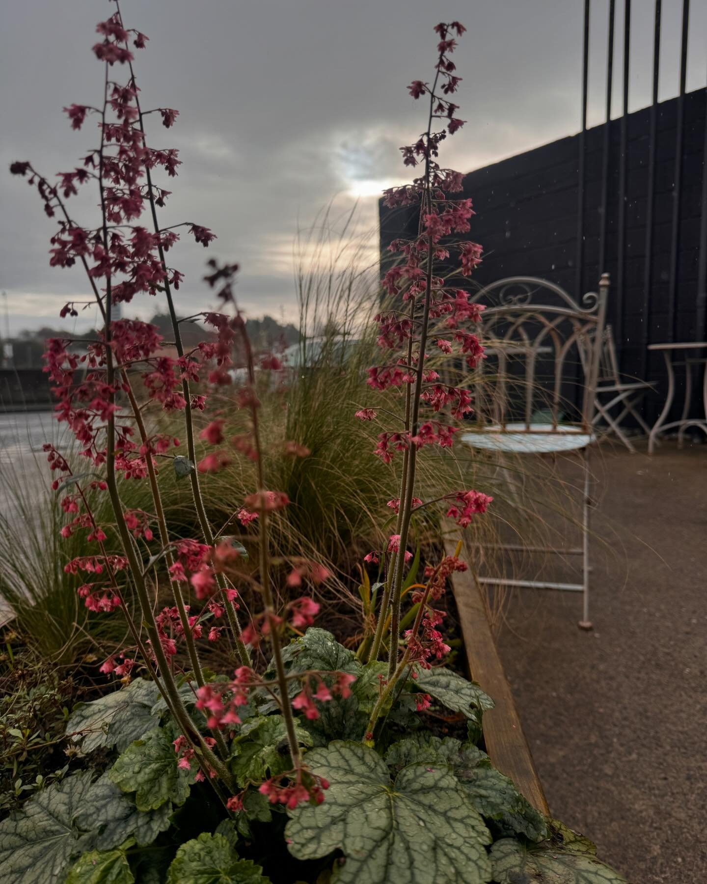 Heavenly Heuchera ✨

Heuchera is a compact, versatile and eye catching plant  which offers a lot in the garden. 

They&rsquo;re typically evergreen, but come in a fabulous range of colours from marmalade orange through to lime green and the deepest d