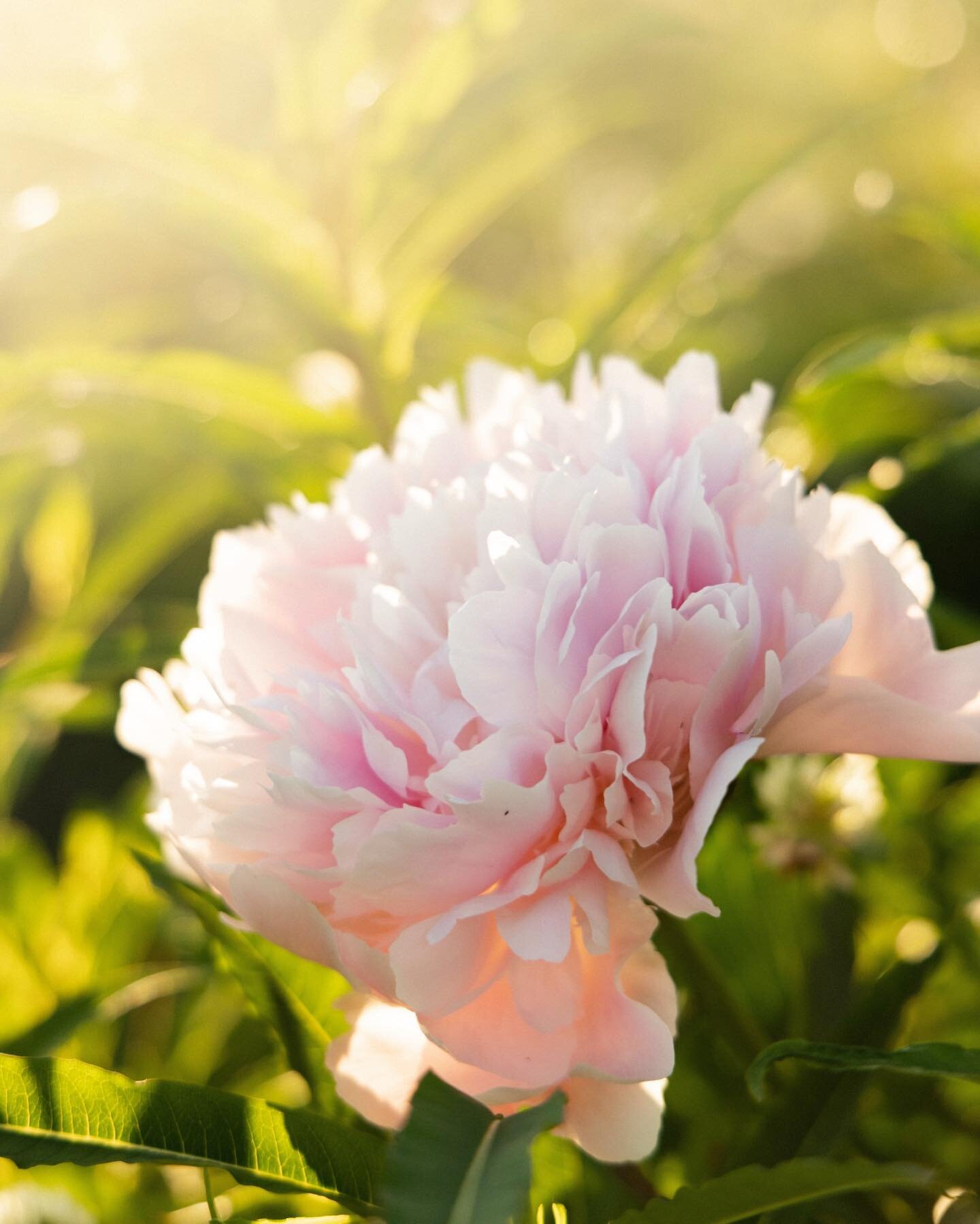 One of the reasons our flowers are so successful is that they thrive under the midnight sun! In alaska during the harvest season the sun doesn&rsquo;t set, which allows for our flowers to grow faster &amp; more stunning!

#peonies #americangrownflowe