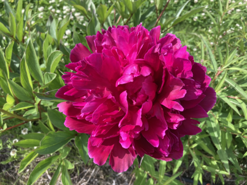 Peony Shawnee Chief — North Pole Peonies