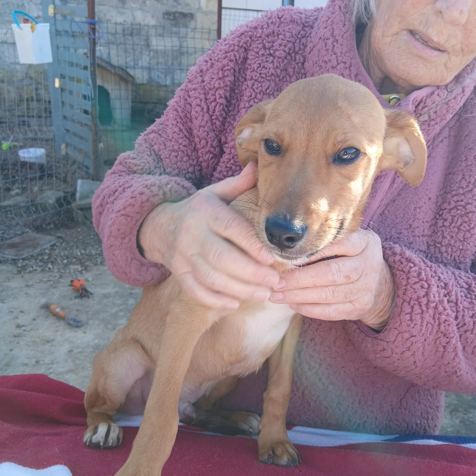 Meet- Our- Rescue- Dogs