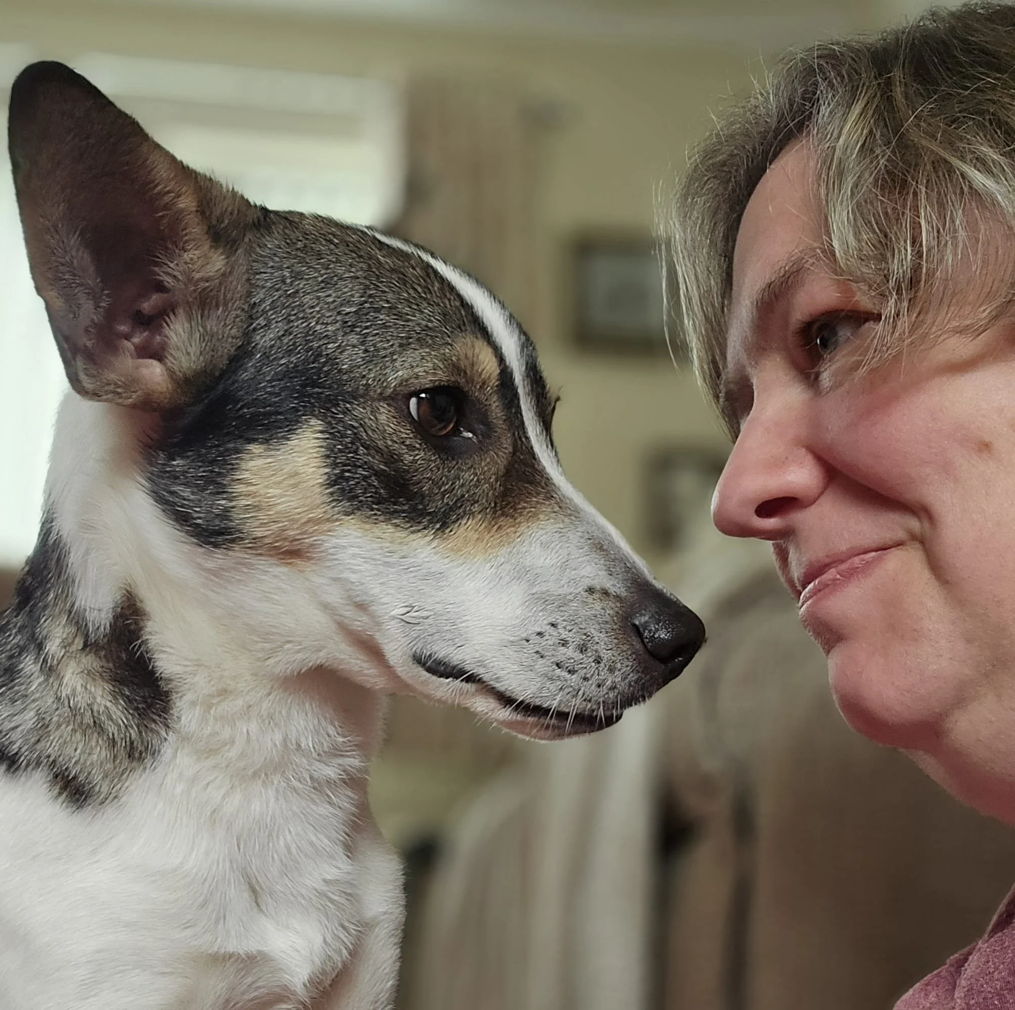 Stress- free- Pet -Travel- to- Bulgaria