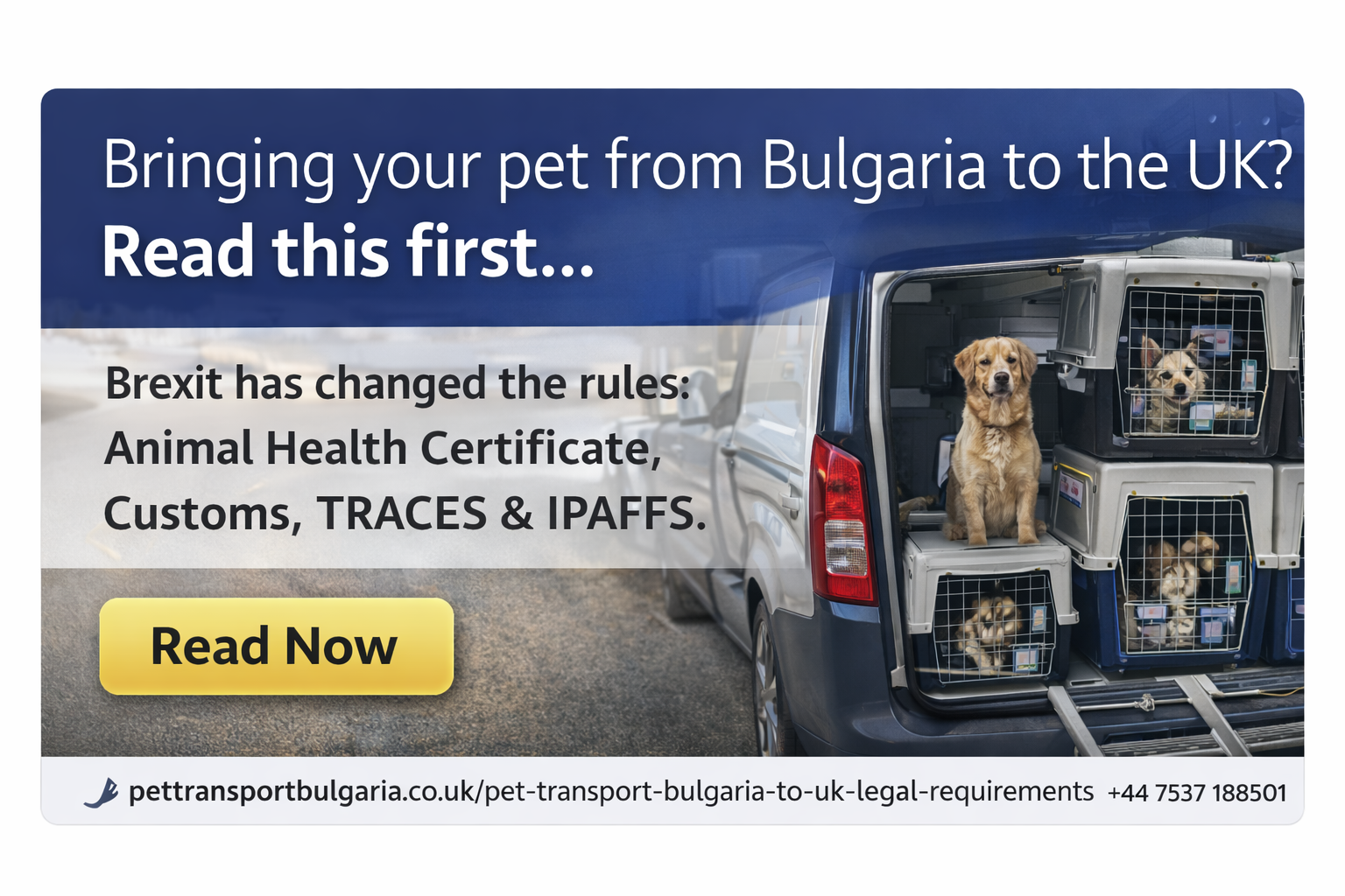 How We Transport Pets from Bulgaria to the UK   Step by Step