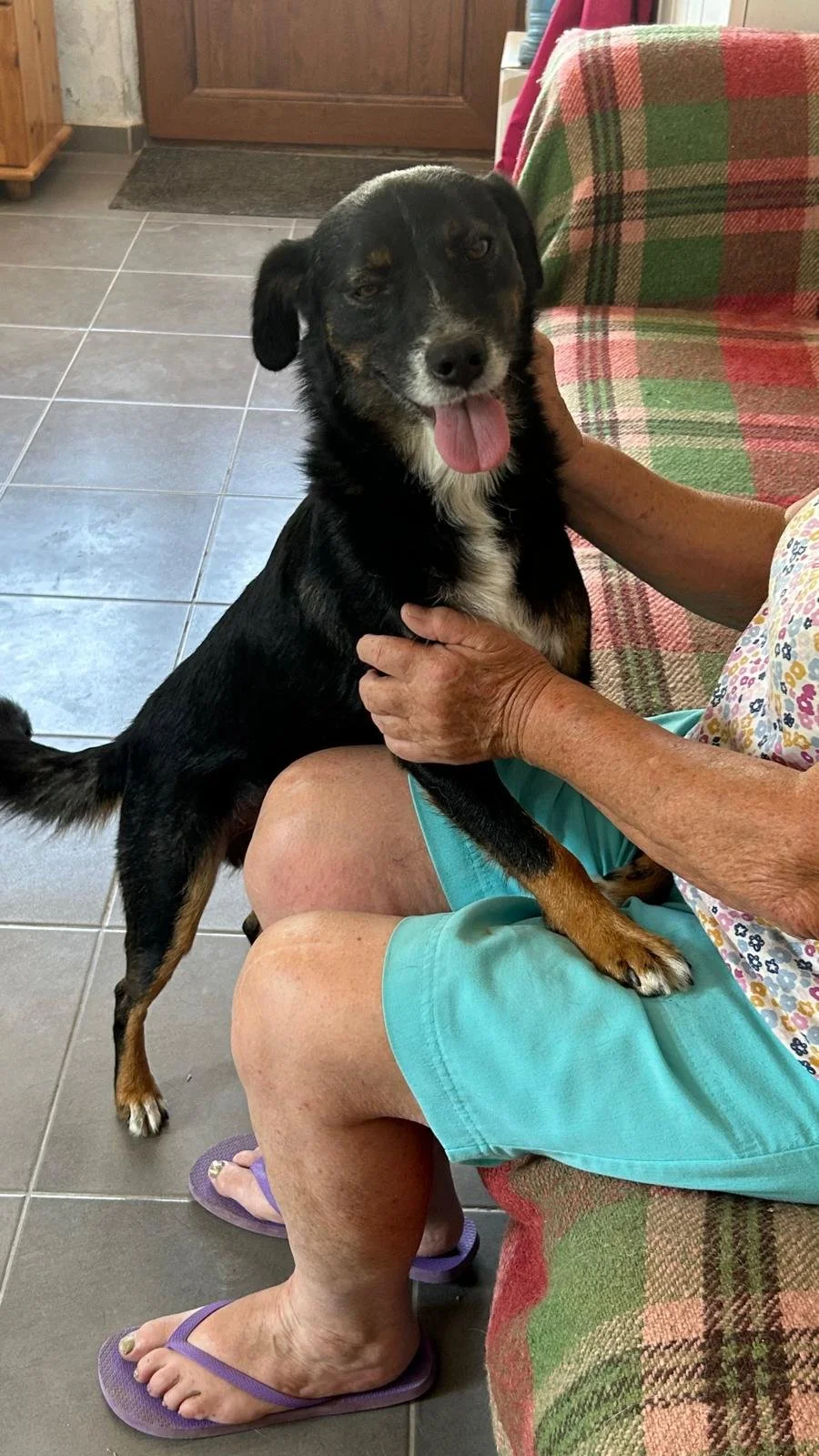 bulgariapettransport@gmail.com